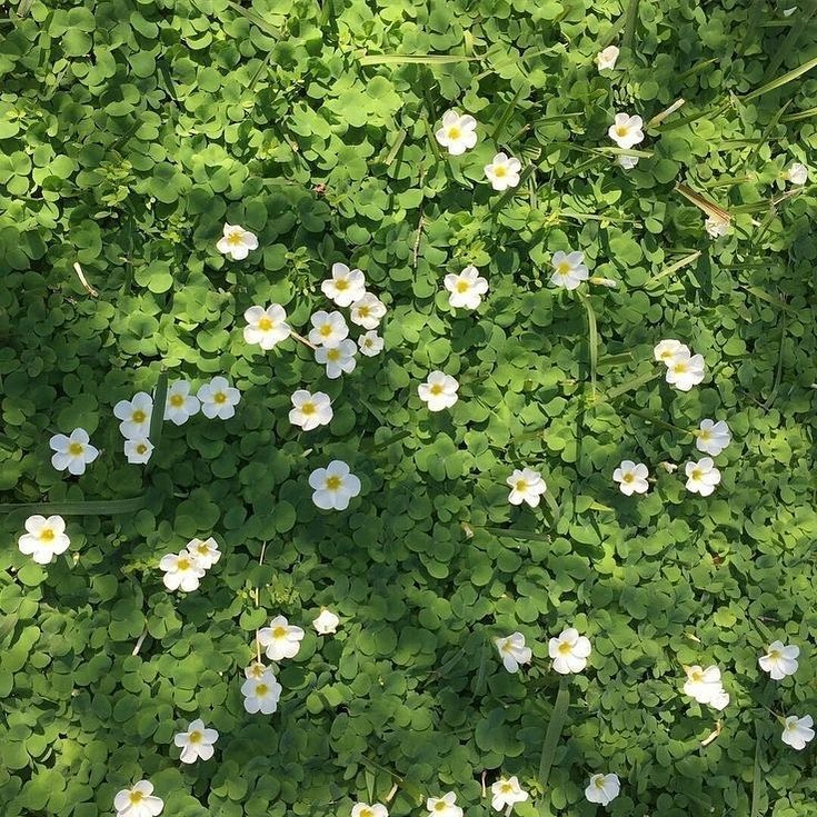 콘텐츠