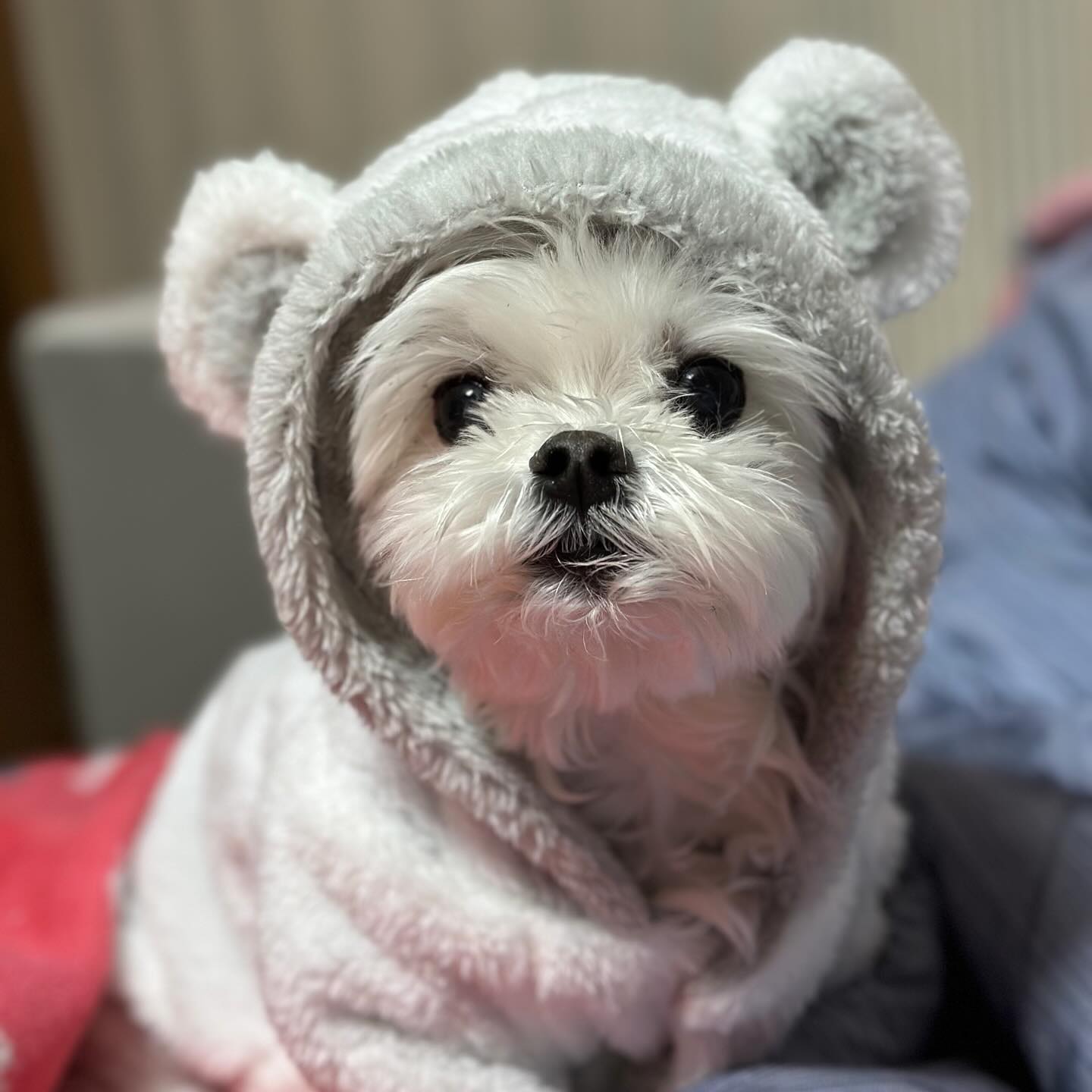 곰돌멍🐶

#강아지 #강아지옷 #말티즈 #귀여운강아지 #귀여운짤 #강아지모델