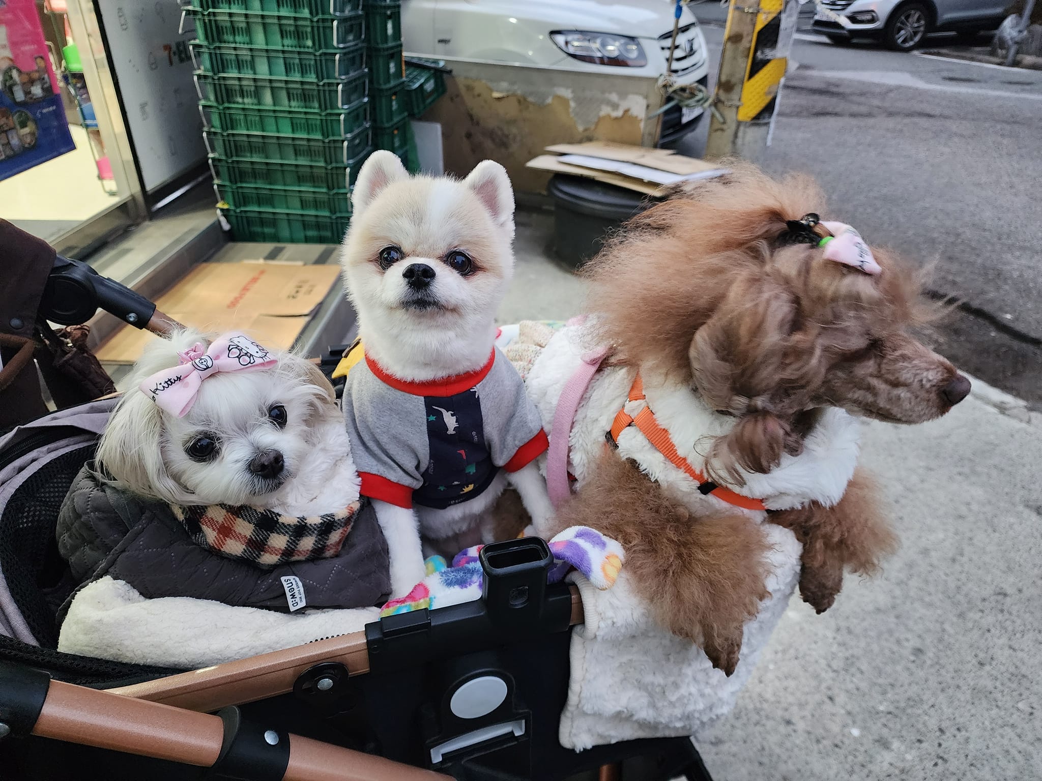 일요일 세번째 #산책 #저녁산책
오랜만에 #최애 #친구 만났어요
#막내딸 #기분조하 #눈물자국 
언제 사라질꺼니