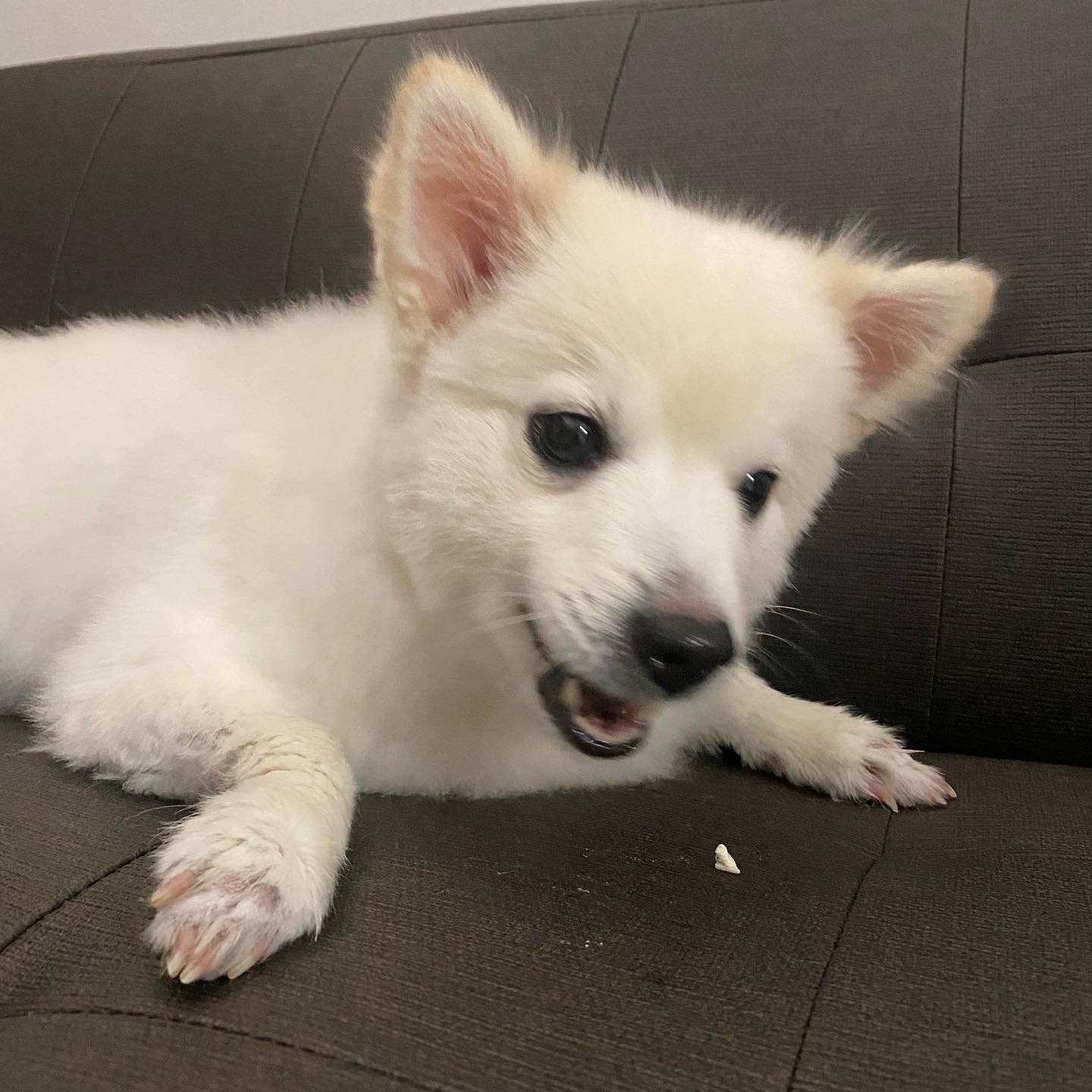 #협찬 #유료광고 #광고 

안뇽 멈머친구들아🐶
반가오 꽁이가 오랜만에 찾아와써!
요새 날씨 너~무 좋지?
이제 진짜 봄이자 여름이 다가오나봐🥰🥰🥰🥰🥰🥰🥰🥰

꽁이 근황알려주자면..
알러지때문에 눈물 광광😭수준이라
한동안, 간식은 자제했었는데
싹 다 낫고!🏥 다시 간식을 
먹고있어서 너무 신나는 요즘이야❤️

난 수제 간식을 넘 좋아하는데
그래서 알게 된 어플 하나 
소개해줄까해!🤔

#펫츠워드 #petsword
어플인데 , 여기서 배달받을 동네를
설정하면 주변에 배달 가능한 
#수제간식 매장이 뜨고든?

직접 매장에 가지않고 ,
하나하나 골라담아서 
배달이 가능한 #펫츠워드 
너무 유용하지 않아?😀

아직 모르는 댕견주 냥집사 들 
많을것같은데 ~☹️
빠른시일내에 소문이 나서
입점매장 업체수도 늘고 
다양하게 이용해봤으면 좋겠멍🐶🐶

간식이나 사료를 배달로 주문하게되면
아무래도 직접 이동해서 구매하는거보단, 훨씬 몸도 안힘들고 시간도 절약되는 좋은 점이 있지😊😊

현재 ✅배달비 무료✅
 이벤트 진행중인데
이벤트 끝나기전에 , 얼른 이용해보자!

#협찬 #펫츠워드 #반려동물간식배달 #반려동물용품배달 #배달서비스 #강아지수제간식 #반려동물어플 #강아지간식배달 #고양이간식배달 #반려동물수제간식 #간식배달 #애견간식배달 #반려동물플랫폼