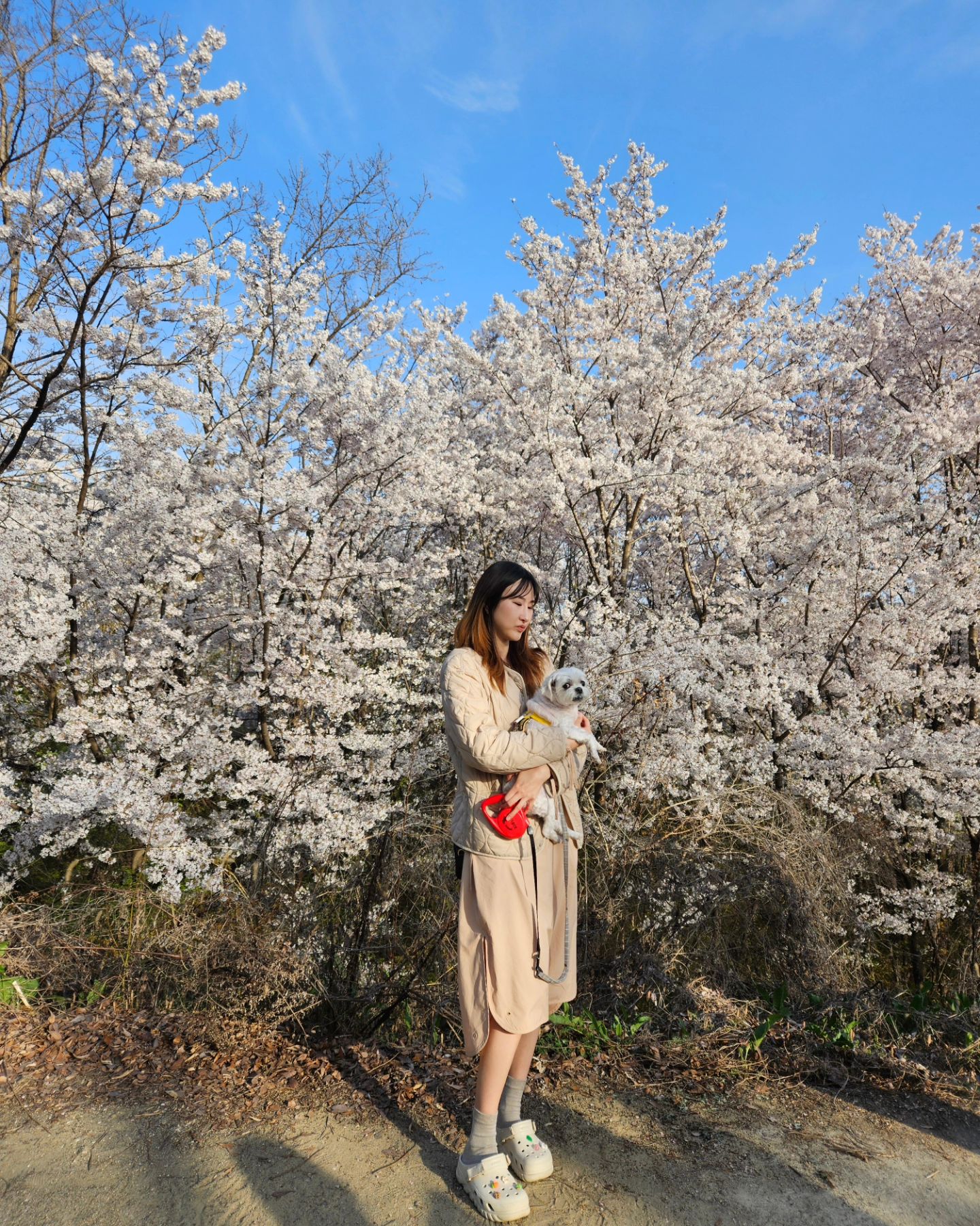 만개🌸🌸.
.
.
.
.
.
#대구 #팔공산 #꽃놀이 #벚꽃 #나들이 #여행 #봄 #ootd  #필라테스 #요가스타그램 #등산스타그램 #일상 #운동하는여자 #헬스타그램 #좋아요반사 #좋반 #좋아요 #맞팔 #맞팔환영 #선팔하면맞팔 #선팔 #힐링 #강아지 #말티즈그램 #산책 #following #follow4like #dog #instadaily #flowers