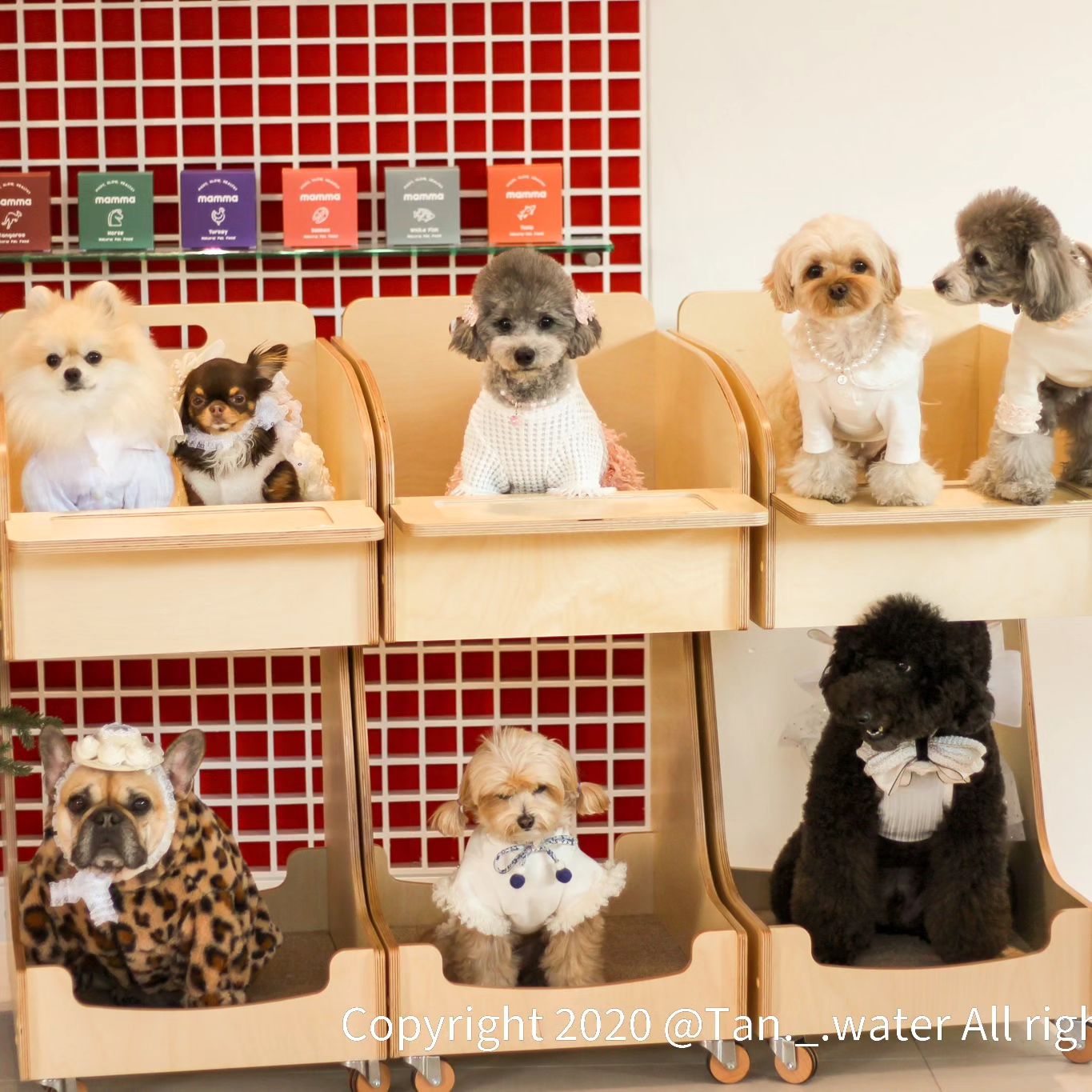 이쁜 팅구들🐶 모두 모여 송년회하구 와쬬( ᴗ͈ˬᴗ͈)ഒ♡(੭´͈ ᐜ `͈)੭

강아지 코스요리로🩷 유명한 잠실 펫다이닝맘마👍 다들 알쥐??ʚ(•”̮•)ɞ

입맛까다로운✌️ 멍슐랭 팅구들이면 모두 한번씩은 다녀간다는😝 맛집이쥐ପ(๑•̀ᴗ•̀)*

드레스코드는🎀 화이트여서 이쁜 팅구들에게 안눌릴라고 탄이 깔롱하게 힘좀 주고🫶 다녀와쬬✧ฺ･｡(✪▽✪*)･｡✧

#펫다이닝맘마 #펫플즈송별회 #잠실애견동반식당 #멍슐랭 #탄슐랭맛집