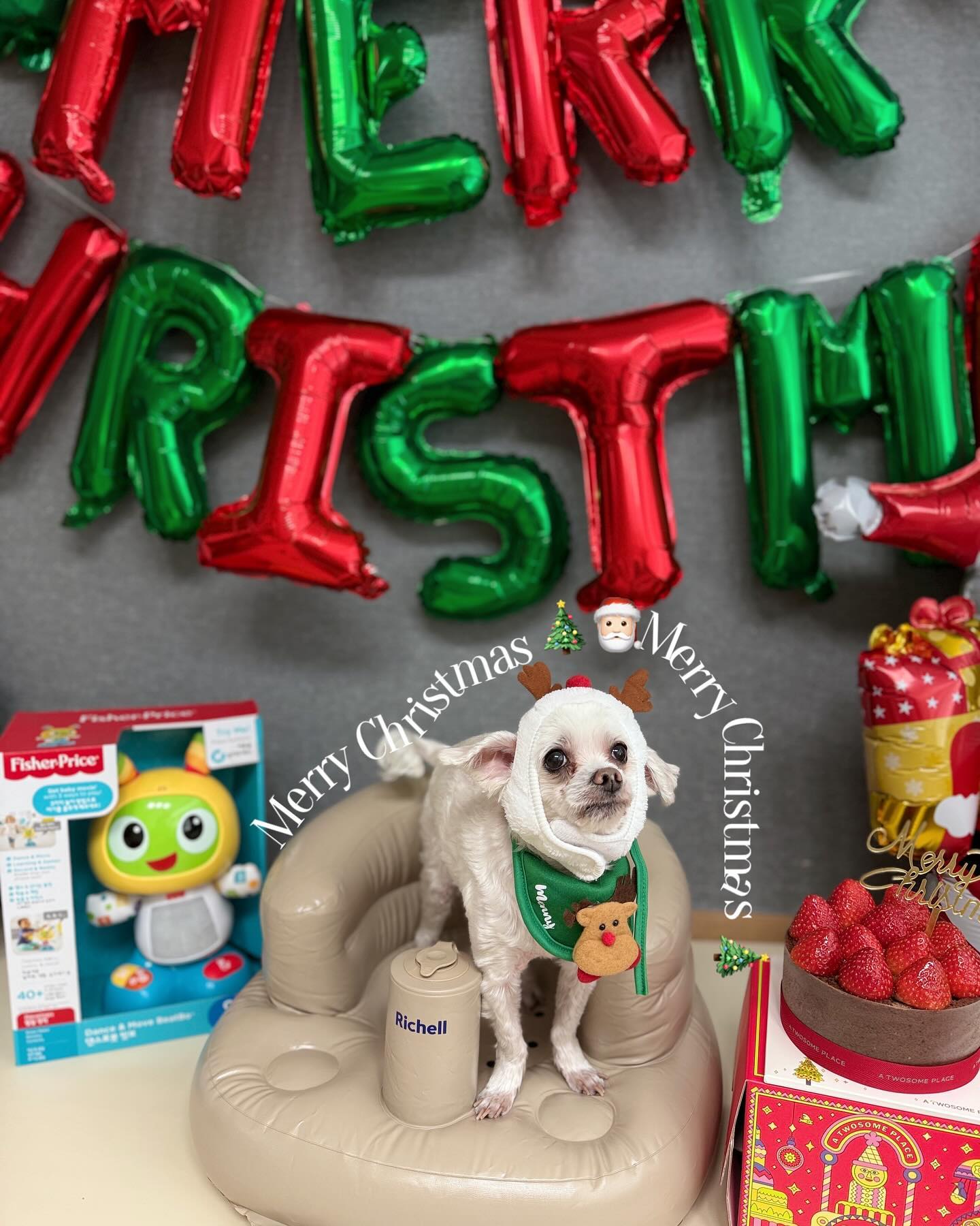 박흰동 메리크리스마스 🐶🎄❤️
말좀 잘듣자 곧 중2 댕댕이 🧸🎀🎅🏻
#메리크리스마스