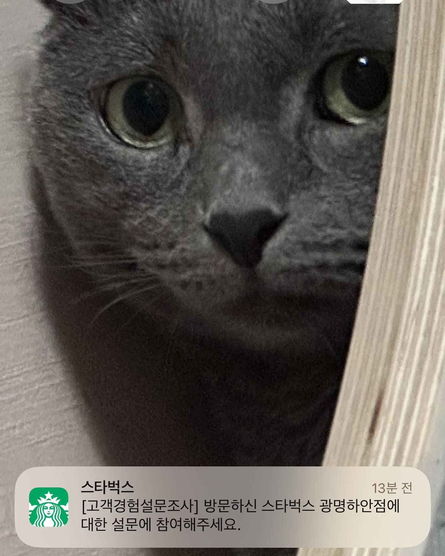 따봉보루고양이야 고마워