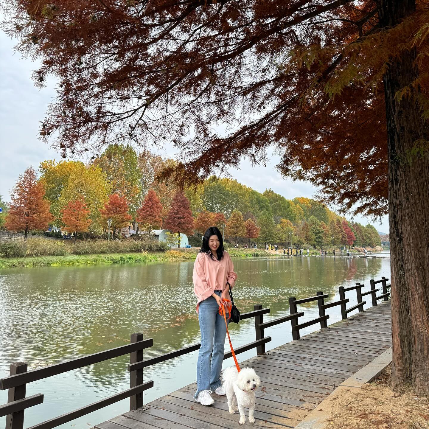 #관방제림 단풍놀이 끝 ! 🍂🍁 노하몽 자꾸 똥꾸멍만 보여줌🐶
삼각대 챙겼다고 노래 불렀는데 왜 사무실에 있냐....?😳