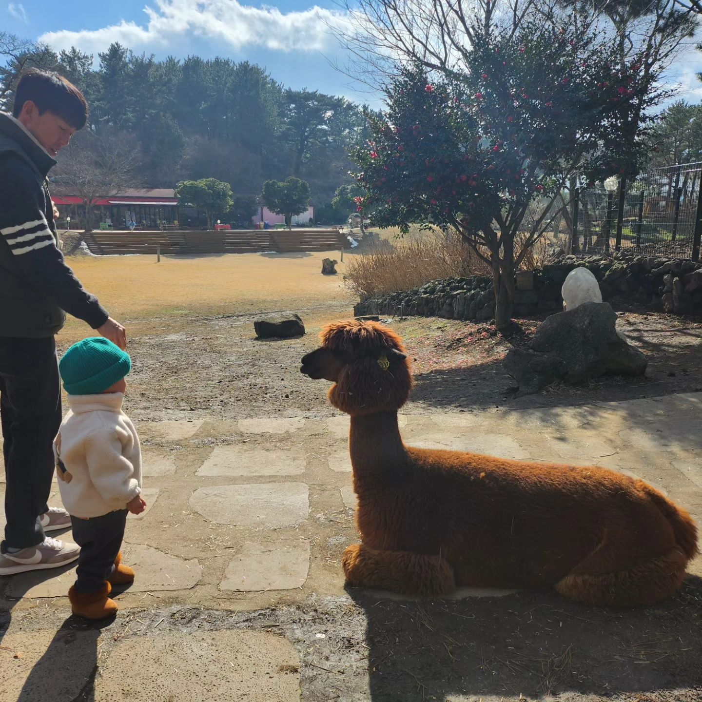 아침부터 현준이랑 예배드리고
밥도먹고, 토끼 당근도 주고〰️
덤블링도  타고
꽉찬 오전타임을 보냈고요ㅎㅎ

애월 가는길에 낮잠 자면서
화조원 도착하니
우연히 범이네 가족 만나서
같이 새도 보고, 알파카도 보고
카페까지 함께한 오늘🤭
친구들이랑 재미지고 알찬하루..🩷
