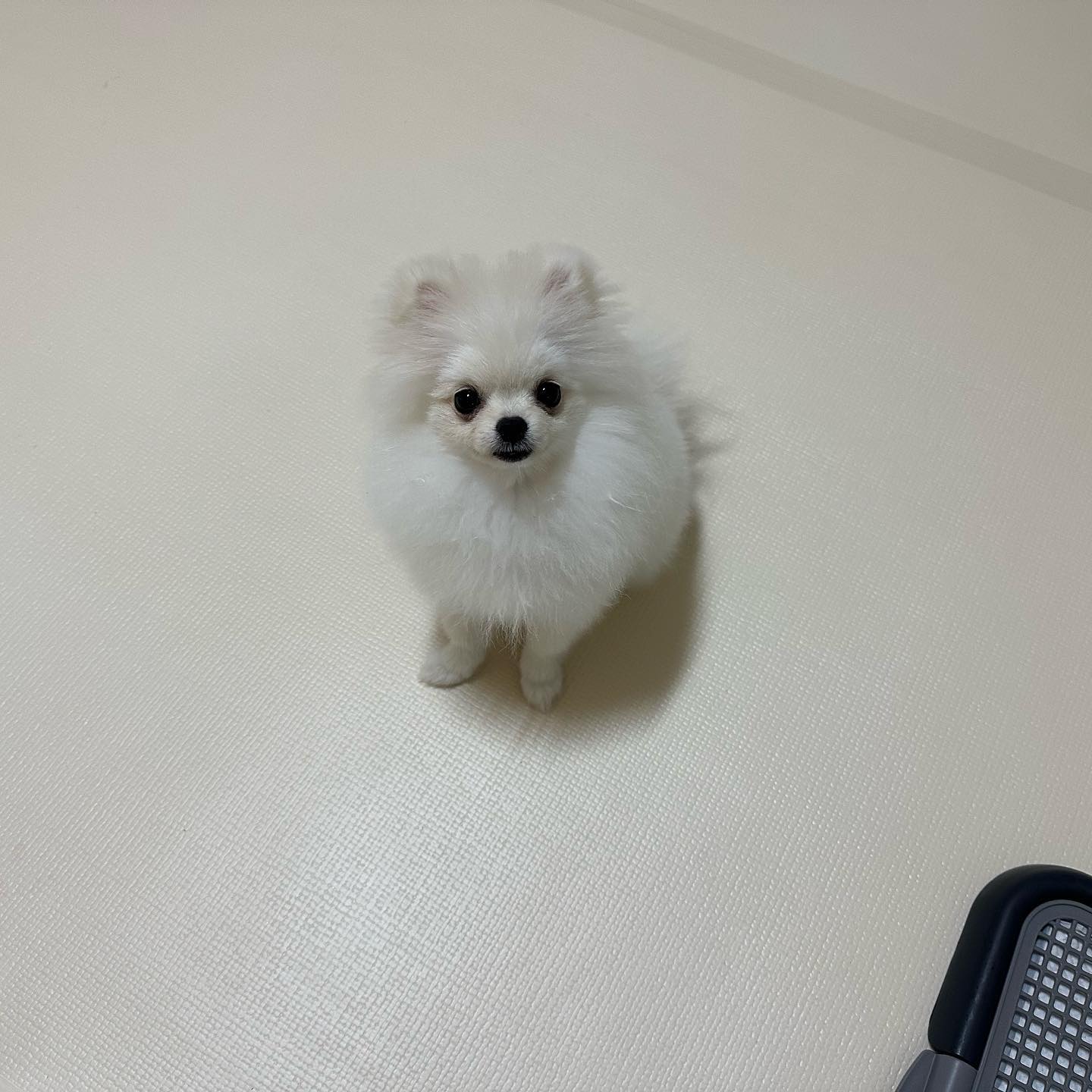 털도 더 빵실해지궁 이빨도 하나씩 하나씩 빠지는 중 미모도 점 점 살아나고 있따 ☺️❤️　

  #멍스타그램 #멍팔맞팔 #멍멍이 #강아지일상 #강아지 #puppy
#댕댕이 #댕댕이그램 #댕댕이 #새끼강아지 #포메라니안 #포메
#포메라니안그램 #견스타그램 #멍스타그램 #팔로우 #cutepuppy
#귀여운강아지 #아기강아지 #멍멍이맞팔 #댕댕이 #댕팔 #좋아요