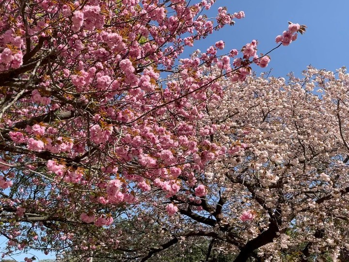 겹벚꼬ㅊ 🌸
 

#꼬밀레_제주 #감사공묘역