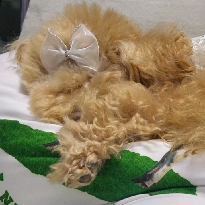 어제 거나하게 애카 조지시고 피곤이 안풀리시는 공주님,,,,,,
일어나세요,,산책가셔야죠,,,,

옷장정리중인데 귀여운아이템 나오면 입혀보는거
나만 그런거 아니쥬? ㅋㅎ