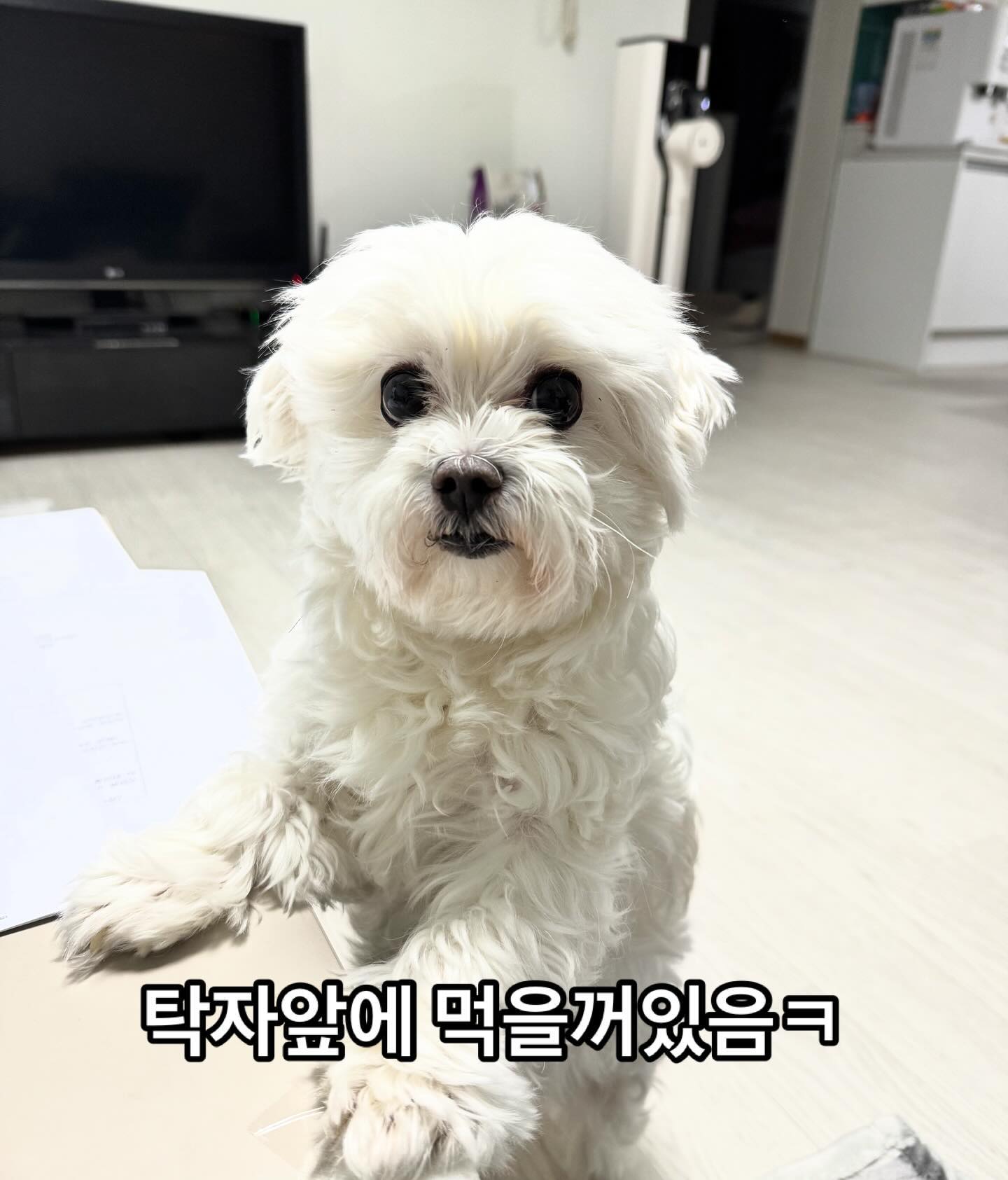 2024.11.30.토
엄마 공부하다 잠깐 뭣좀 먹으니까..탁자에 손집고 일어나서 쳐다보는 봄이르신ㅋㅋㅋ 나도줘라~~~~~
미용하기전 울봄이 이쁜 하얀 꼬질이애기사자같아ㅋ
.
.
#강아지#강아지스타그램🐶#담주에미용하자#반려견#강아지는사랑입니다❤#불토가뭐야#책이나읽자☕️📚