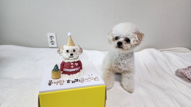 은평구 강아지 수제간식 신상 카페 멍머니 후기