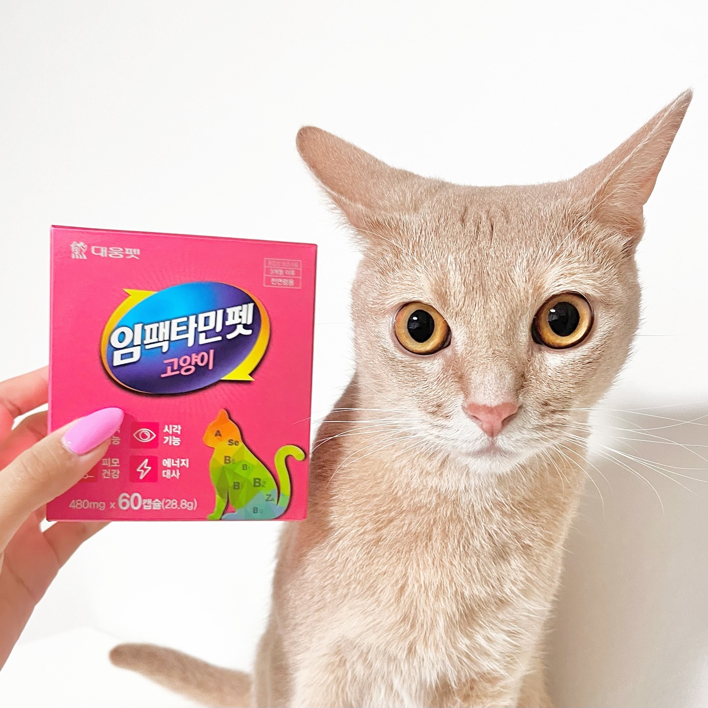 daewoongpet_official ⋰♥

아비가 70년 전통 대웅제약에서 
❝임팩타민펫 고양이❞를 선물받았어요🐱💛✨

아비의 영양제를 고르는 것에 있어서는 꼼꼼하고
세심하게 성분, 용량, 효능등을 모두 따져가며
고르는 예민 집사인데요!🤣

그런 저에게 무려 13가지 비타민과 미네랄을
단 1정에 꾹꾹 눌러담은 고양이ver. 종합영양제를
급여해볼 기회가 찾아왔어요!✨💡

단 1정으로 이루어진 임팩타민펫은
고양이 필수 아미노산인 타우린부터
엘라이신과 비타민 A, B, D, K 그리고
아연, 셀레늄, 엽산, 프락토올리고당, 비오틴,
판토텐산, 나이아신까지!⭐️

심장, 눈, 면역, 근육, 피부, 활력, 뼈, 관절,
혈액응고, 항염, 노화방지, 빈혈, 신진대사,
장, 피모, 모질, 구내염까지 광범위하게
케어가 가능한 귀한 영양제랍니다!🫶🏻

아비의 경우 평소에 먹던 영양제와
비슷한 크기의 영양제여서 쏘옥 잘 먹어주었고,
간편하게 한 알씩 쏙쏙 꺼내서 먹이면되니
편하고 위생적이면서 보관까지 깔끔하고 좋았어요!

🔍 아비가 알려줄게! #임팩타민펫 은 ••• 
▫️ 제품에 표기된 함량 100% 보장
▫️하루 1정으로 고양이 필수 영양소를 모두 챙겨줌
▫️습기와 산화에 강한 개별 PTP 포장
▫️캡슐 제거 후 사료/습식/간식 같이 급여 가능

💛 장점 
➀ 한 알 급여로 필수 아미노산과 각종 영양제 섭취
➁ 보관과 급여에 용이한 개별 PTP포장
➂ 캡슐 제거 후에도 좋은 기호성

아비에게 소중한 체험 기회를 주신 대웅제약에 감사합니다 ♥

제품 구매 및 문의 ••• daewoongpet_official 
네이버 브랜드 스토어 •••
https://brand.naver.com/daewoongpet/products/7626144555

⭐️ 이 글은 금전 없이 제품만을 제공받아 
작성된 아주 솔직한 사용후기임을 알려드립니다

#아비왕자후기 #광고 #임팩타민펫 #대웅펫 #고양이백내장초기 #고양이오메가3