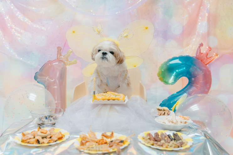 광복절 베이비 동동이의 다시 12세 생일 파티 🎉🎂🐶