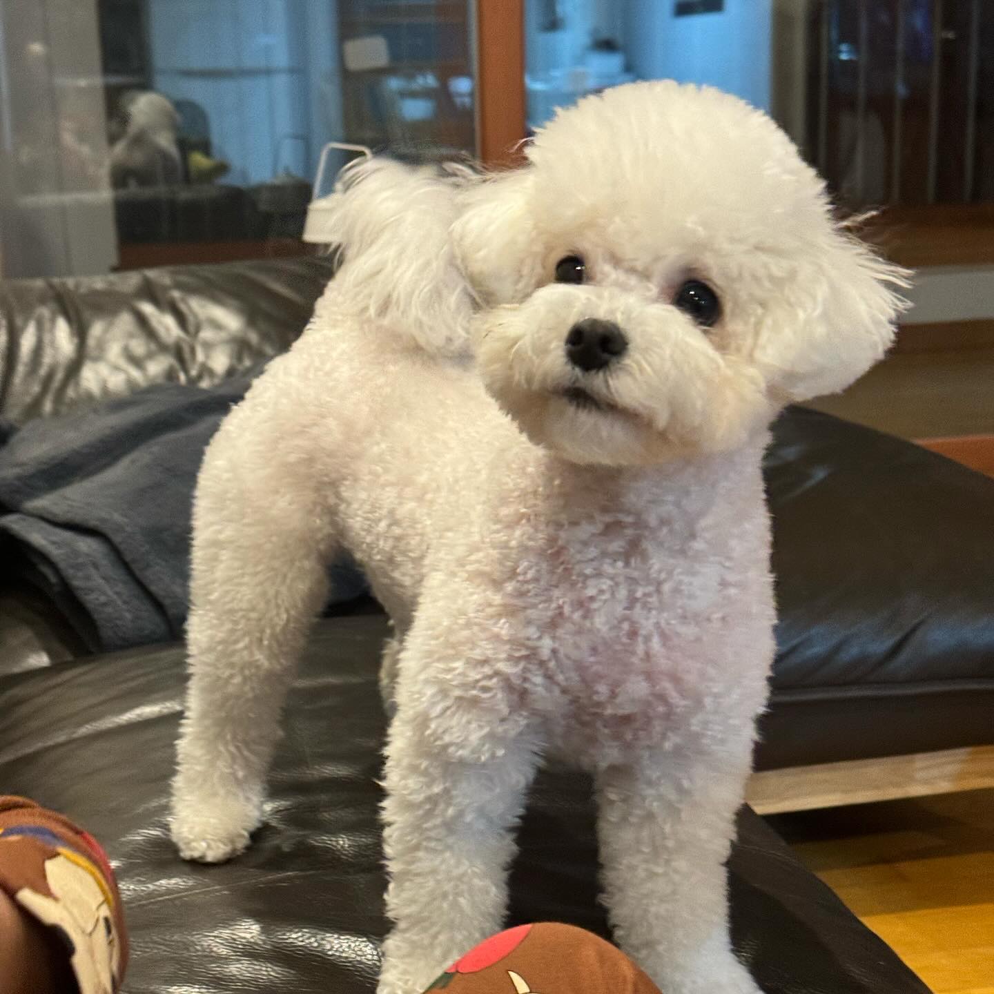 점점 털이 꾸겨지는 솜이….
다시 목욕 씻기고 싶어지네🫠