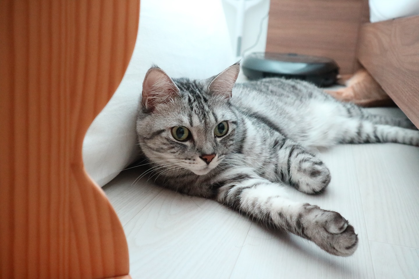 바닥 사랑은 메르시
#바닥냥 #바닥고양이