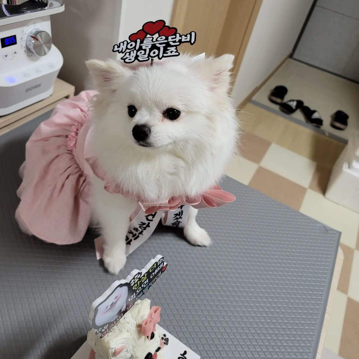 곧 생일이네 작년 생일 기억난당 올해도 행복한 생일 보내자구

#강아지생일 #한살더먹음😭 #멍팔맞팔 #단비일상