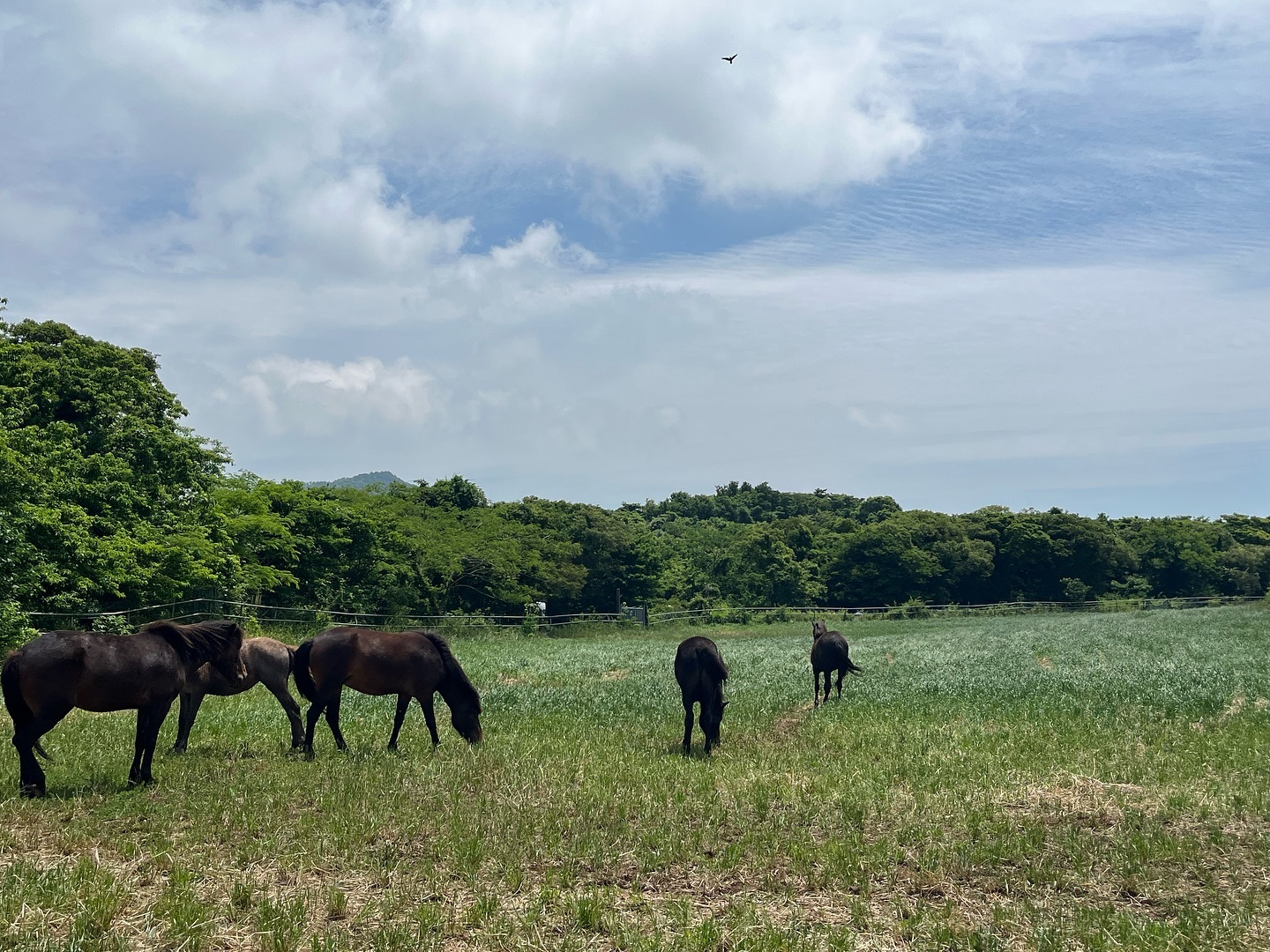 🦄
말이랑 사진찍으려고 갔던 문도지오름
멀리서 구경만 했지만 그래도 조와따
#문도지오름 #수란in제주