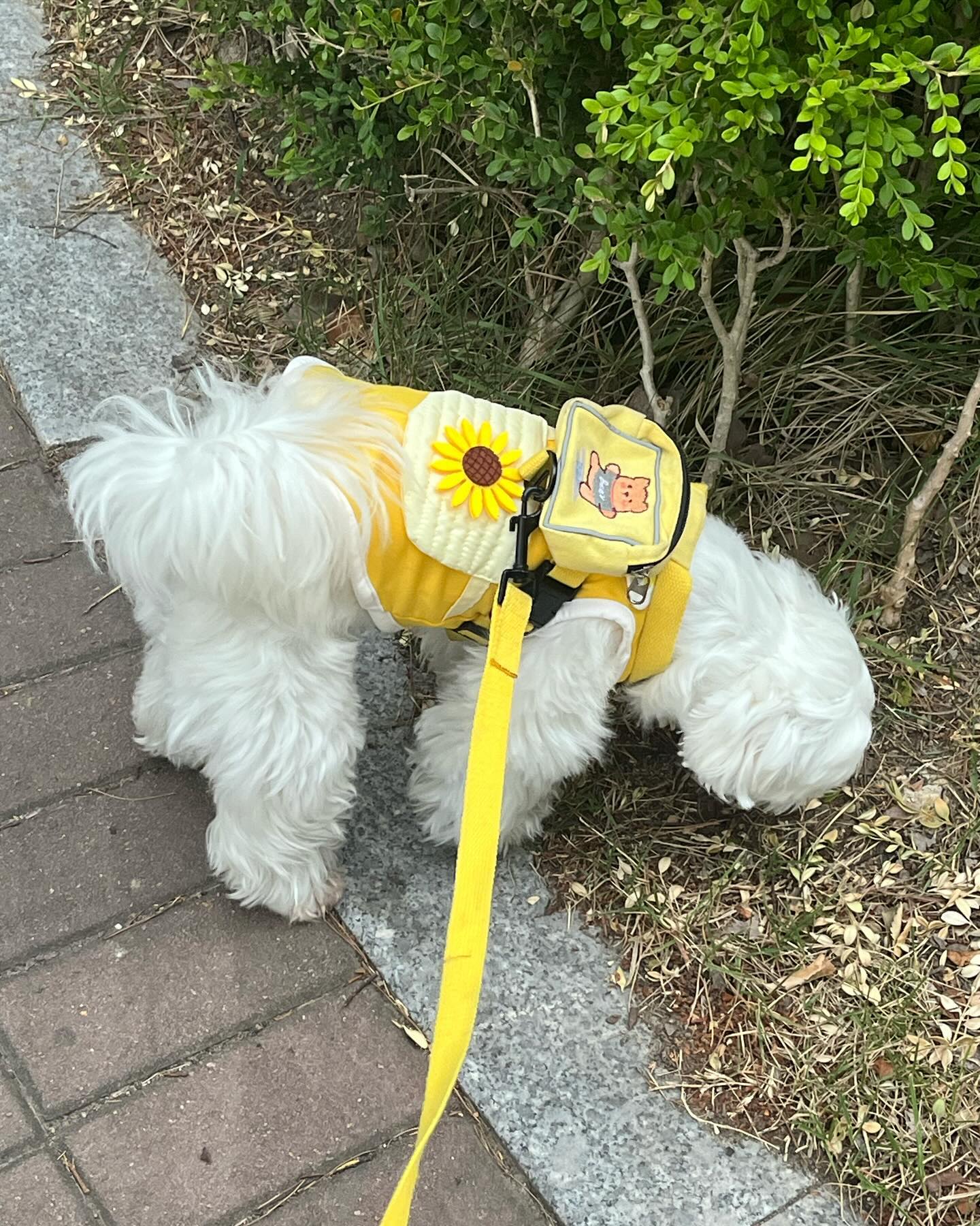 바닥에 코를 박고 다니시네여?🐶