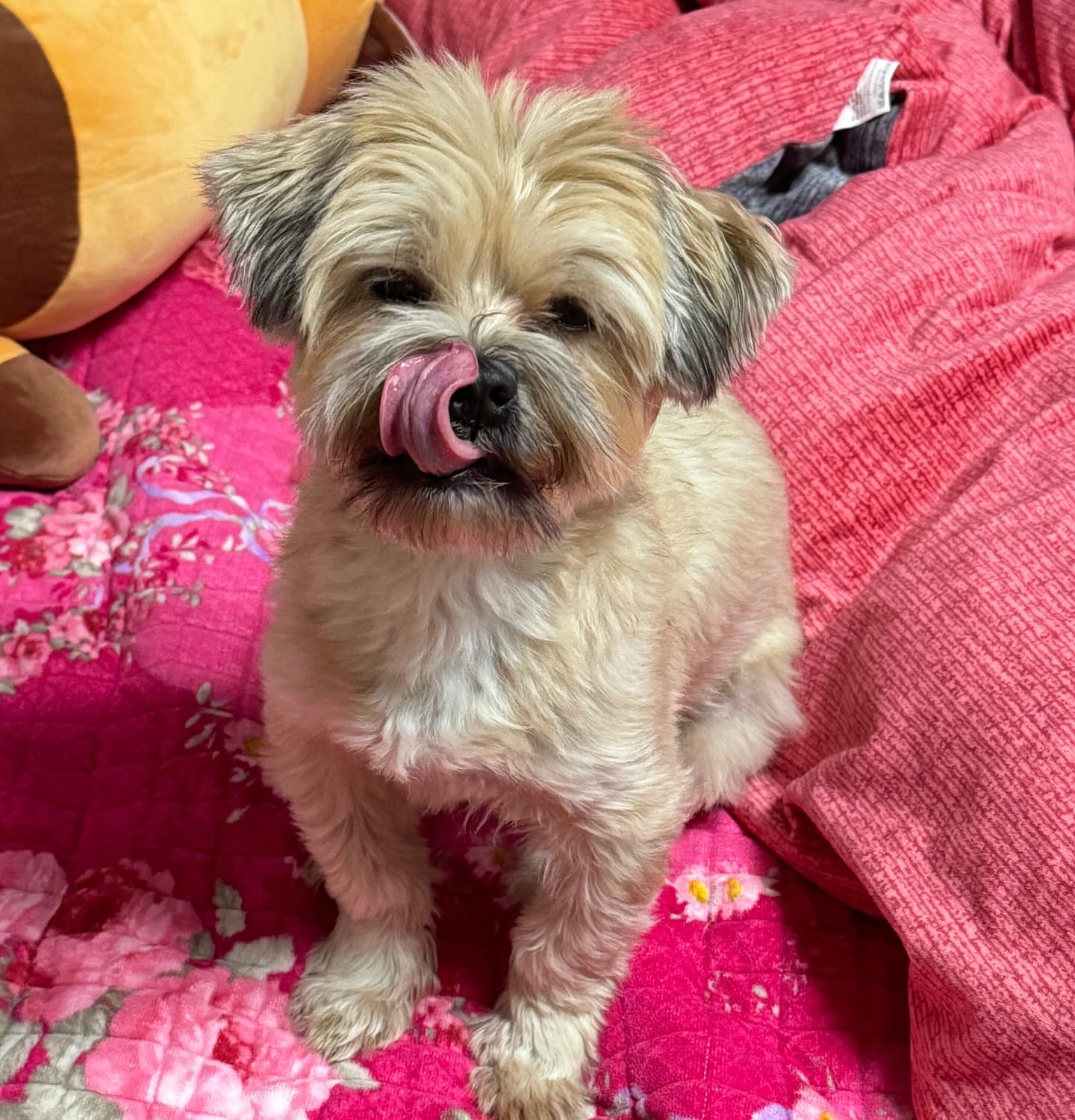 메에롱이야😛😛