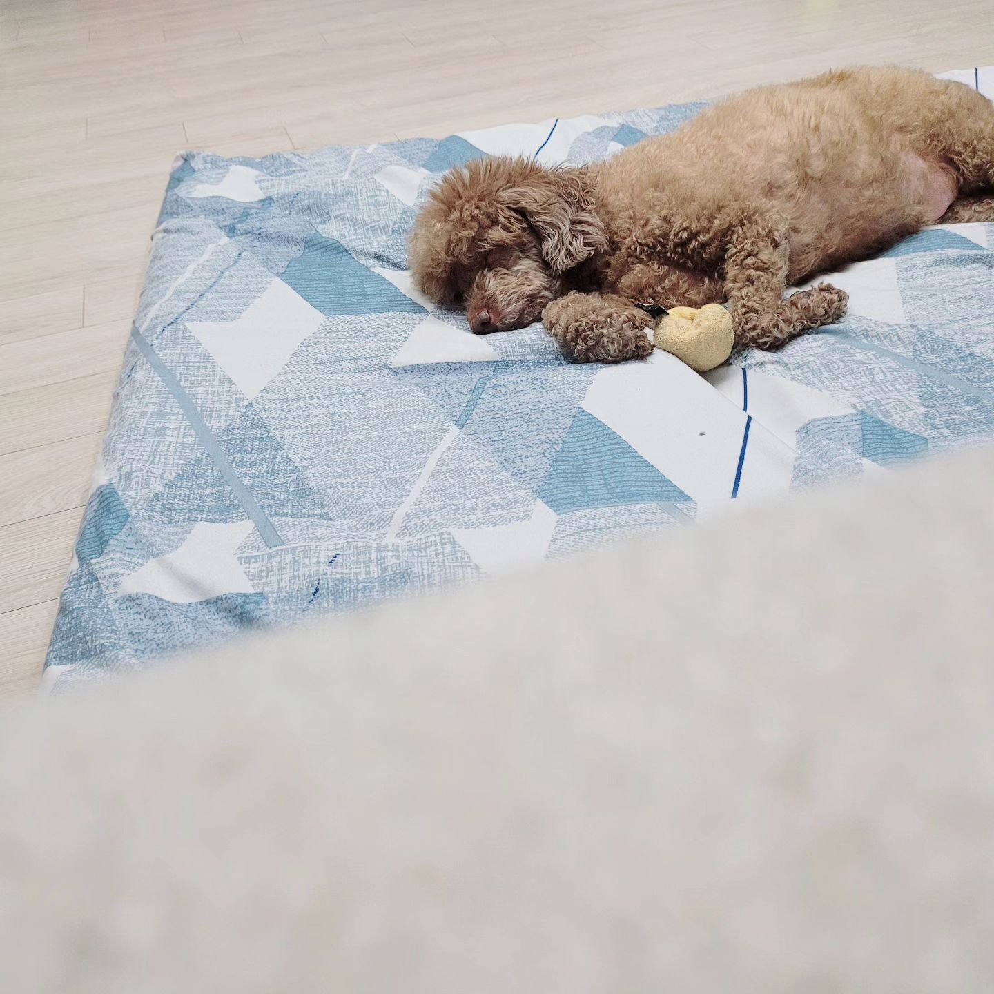 #🐩 

사람 같이 자는 우리 마루
너모 귀엽자나....

하루용이었는데 마루땜에
거실에 토퍼를 치울수가 없네..😚

#푸들스타그램 #푸들래미 #11세푸들 #영원한아기 #애착인형 #귀여워💕