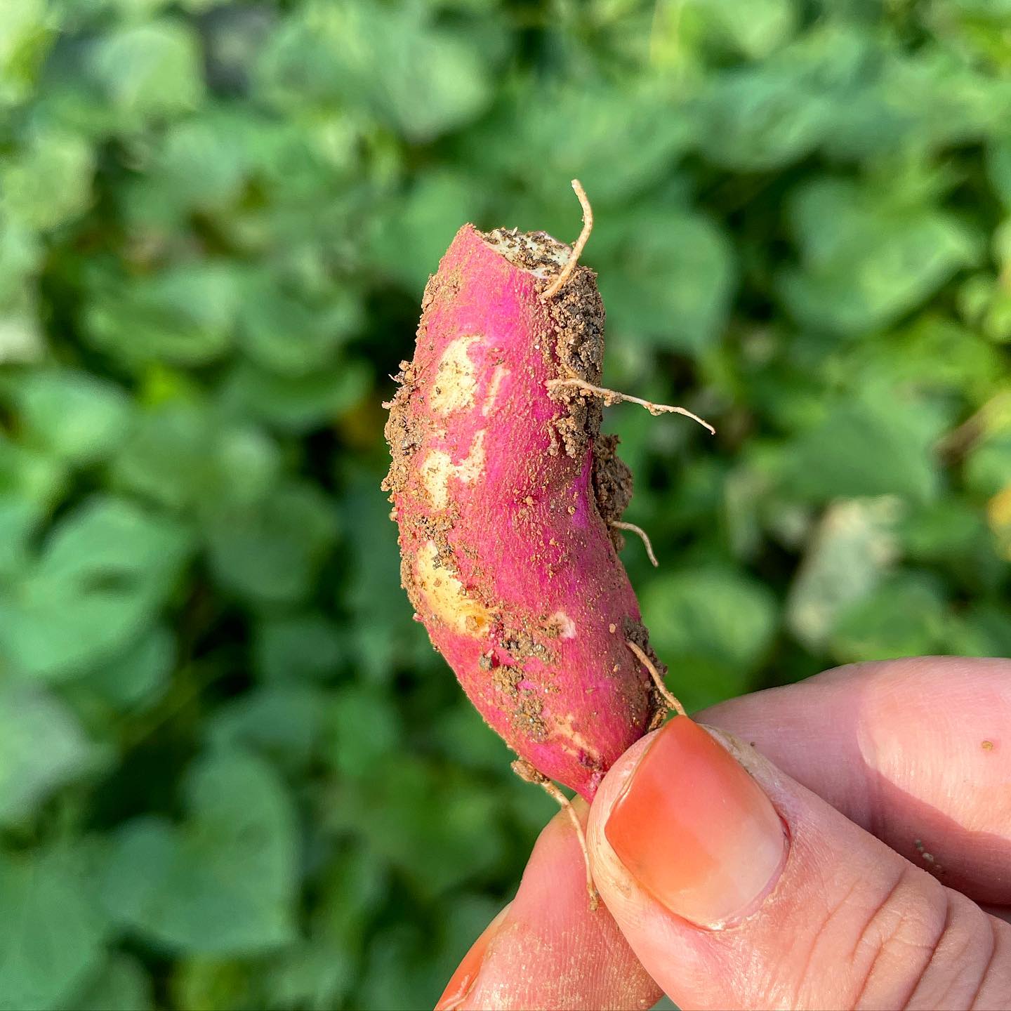 토요일은 주말농장👩🏻‍🌾
🍆🥬🥒🌶️🥕🥔🍠 본격 식단 재료 직접 키우기 챌린지🤣

엄마가 친구들이랑 취미로 하던건데 다들 그만두시고🥹 겸사겸사 놀러가서 도와주다보니 잼나서 이제 내가 먼저 매주 가고 있는 주말농장❤️❤️

30평이라 🍆🌶️🥕🍠🥔🥒🥬가지 고추 상추 호박 오이 깻잎 고구마 감자 배추 열무 무 진짜 다양하게 심어가며 1년 너무 잘 썼다👩🏻‍🌾
🥲고구마 농사는 아쉽게 망했지만 다같이 고기도 구워먹고 김초 신나서 뛰어놀고 잼났던 날❤️

이제 11월에 상추 더 먹고 비닐하우스 해서 🍓딸기도 키우고 해야지
주말농장 너무 재미있엉 힐링👩🏻‍🌾❤️
.
.
#주말농장 #주말농장🌱 #주말농부 #텃밭가꾸기 #텃밭일기 #텃밭스타그램 #텃밭채소 #고구마키우기 #고구마농사 #취미생활 #취미스타그램 #문화스타그램