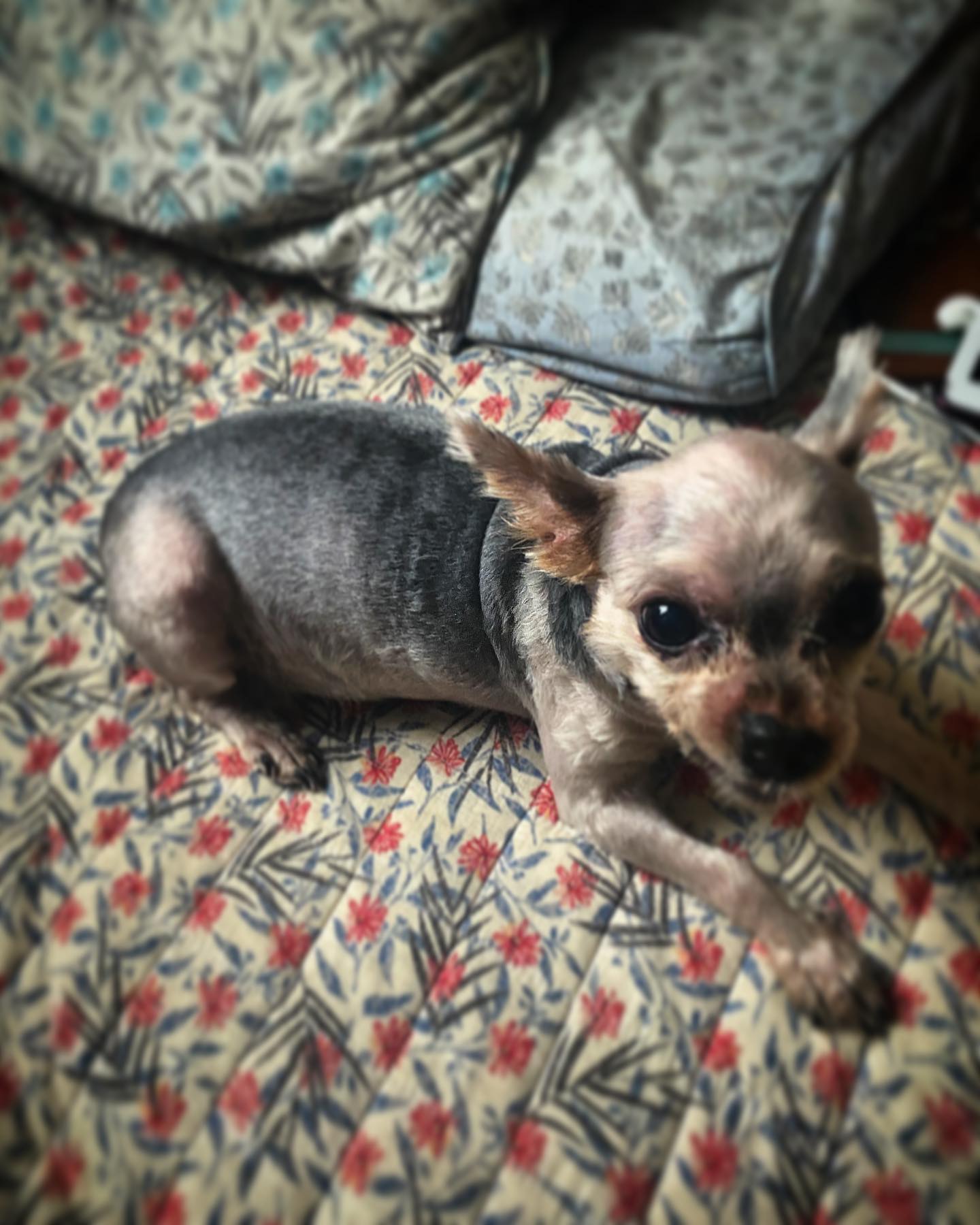 #뭘보개🐶 #달이 #할아버지 #요크셔테리어 #이발