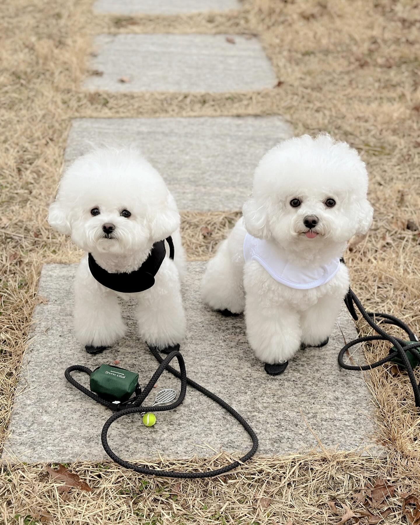 🏷 pawseandco *제품제공

파우즈앤코에서 발렌타인데이 선물로 보내주신
PCSC Collection 스포츠 컬렉션 세트
까비랑 커플로 입고 동네 산책🤍🖤
갑자기 비가 오는바람에 금방 헤어져서 아쉬워땅🥲