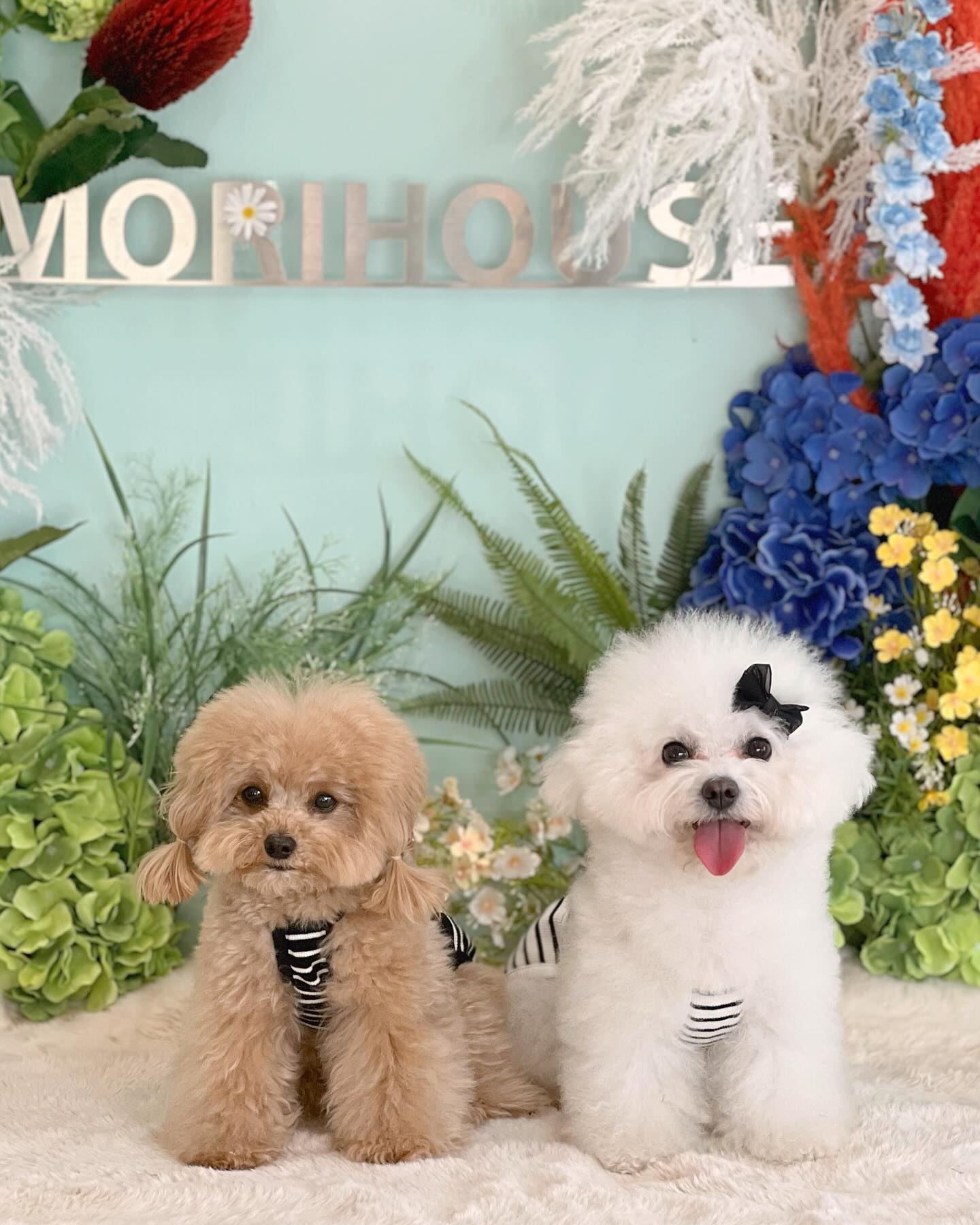 :
🤎🤍

🏷️ morihouse_playground 
🏷️ our.s_official