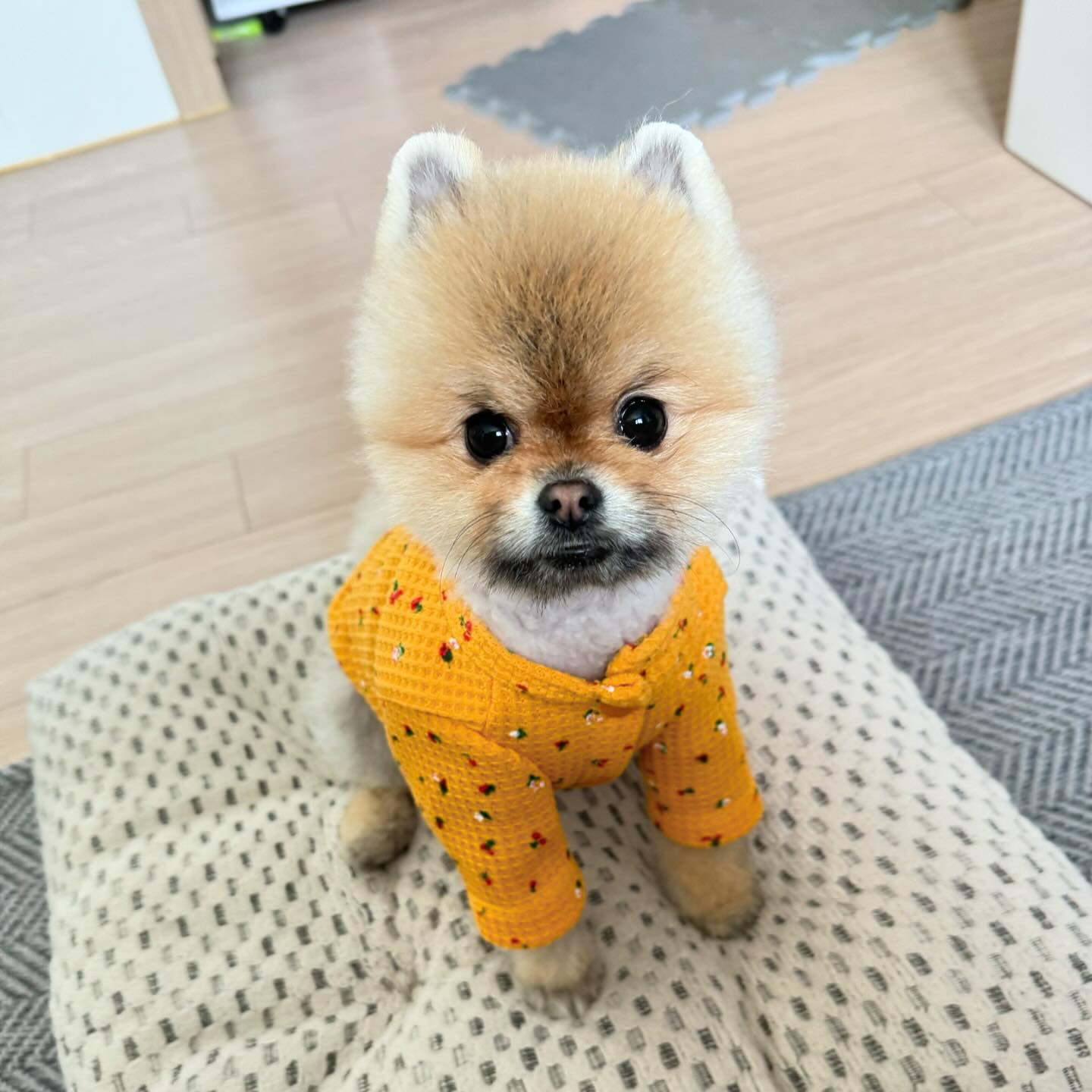 방석조아🐾
#룽지의하루 #봄맞이 #새옷자랑 #할미가디건