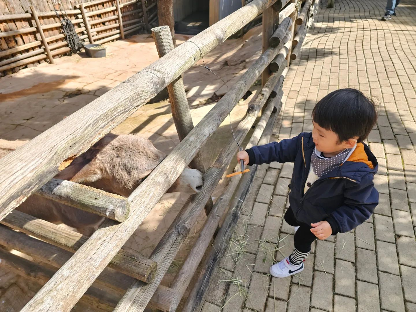 .
주말은 외출이 답!

작년만해도
윰차타고 눈동자만 굴리던🤭
이제 좀 컷다고 보는 동물마다
당근 들이밀고보는 은우👶

양도 당근 말도 당근🥕
악어한테도 당근🥕
호랑이한테도 당근🥕
.
#대구 #동물원 #네이처파크
#당근부자 #당근마켓🥕
#당근나눔 #당근온도99도 #은우👶🏻