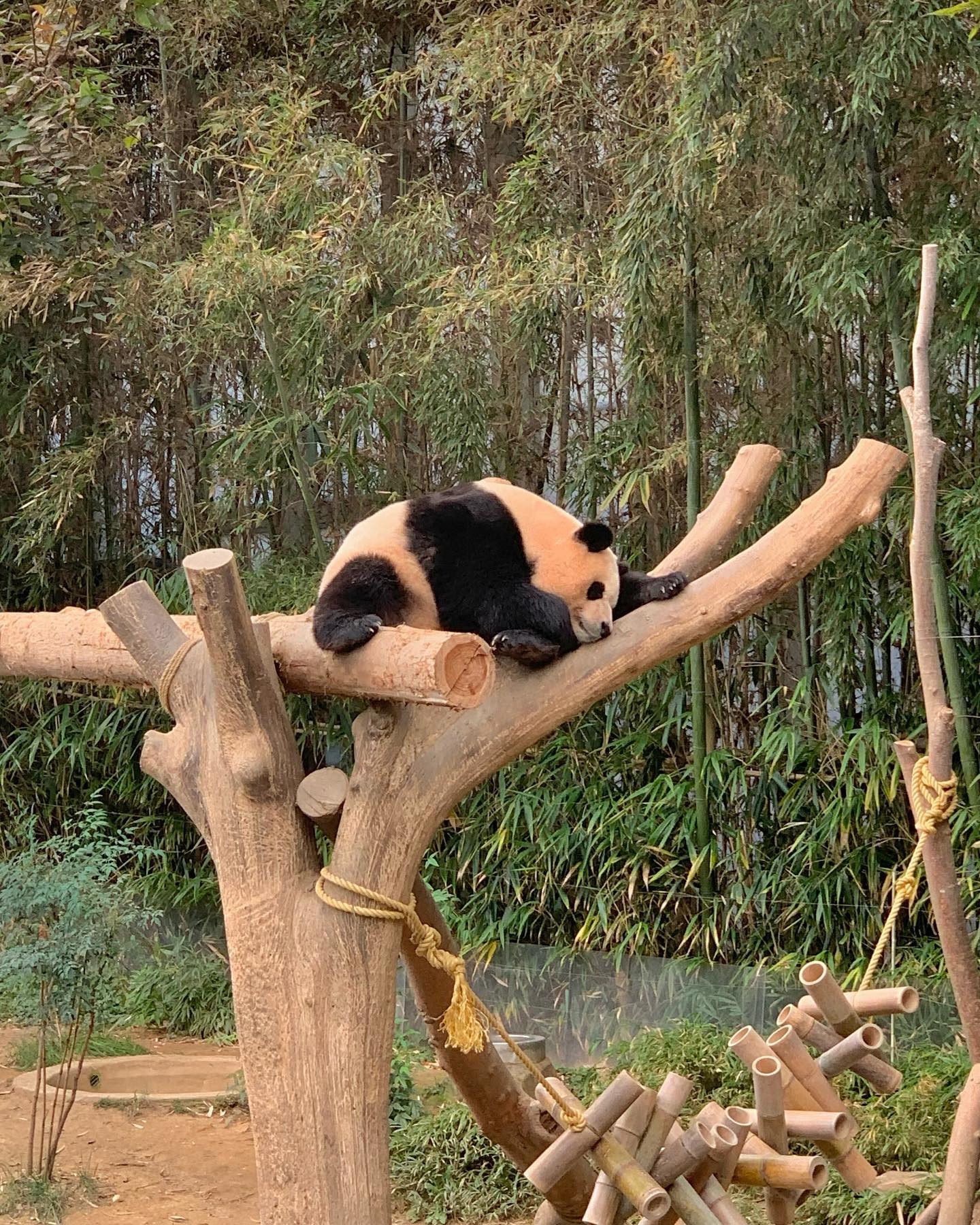 볼때마다 행복한데 슬퍼 ..🐼