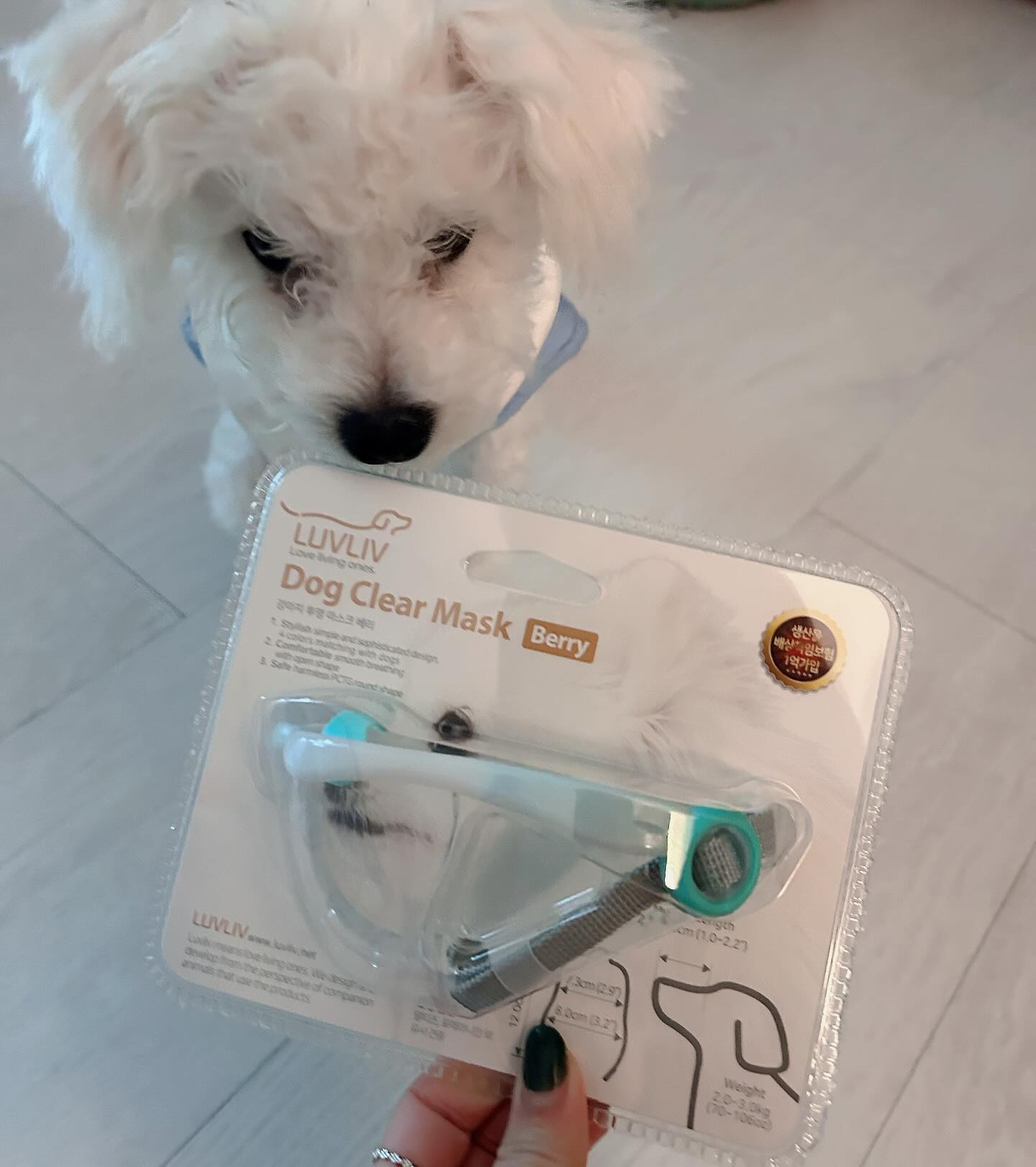 #협찬 #강아지산책 #물먹는입마개

바닥에 보이는 것마다 다 주워먹는 우리 똥강아지 🐶🥹
물 먹는 입마개가 있다고 해서 한 번 선택해봤어요! 
거부감 없이 잘 하고 산책해서 너무 다행이에요 🥹
견종과 머즐길이에 따라 입마개 크기를 선택할 수 있고,
디자인도 투명하고 군더더기 없어서 미관상도 정말 굿,,,
이제 산책할 때 애기가 뭐 주워먹을까봐 더이상 걱정 안 해도 될 것 같다구욥 🙆🏻‍♀️

#이식증 #비숑 #루브립
#노즈워킹 #LUVLIV #멍스타그램 #댕스타그램 #댕댕이 #비숑산책 #비숑미용 #시고르자브종산책