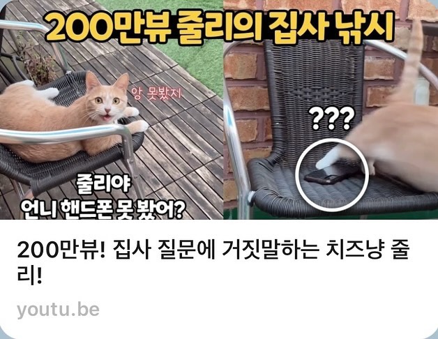 고막주의🚫 얼마전 감사하게도 세븐펫 유튜브에서 로묘줄이 궁금하다고 찾아와 주셨어요!
내새끼들 물어봐주시니 로집사는 신이나서 
급투머치 토커가 되어버림 🤣

그러니 소음에 민감하신 분들은 다음화면에 세영상들을 
건너뛰어주세요 🤤

줄리가 쫄보라 방문촬영을 안하다가 큰맘먹고 했는데
역시 촬영내내 나오지 않더라구요
(스텝분들 가셔도 몇시간째 못찾아서 동네 헤메다가 
굉이탐정 부르려고 할때 찾았..)

원테이크 촬영이라 두서없는 부분도 많고
줄리가 안보여서 정서불안 상태였지만 
미모의 대표님과 저희동네 사시는 피디님이
편안하게 해주셔서 무사히 마칠 수 있었어요 ✨

이와중에 서포터즈 중인 어답트미랑 킹스타캣휠
노출하려고 나름 노력했답니다😂 
알아주세요 사장님드을🤤
adoptme.co.kr _healthycat 

ㅡ
세븐펫 유튜브에는 다른 냥스타친구들 이야기도 가득하니
안구정화 필요하신 집사님들 놀러가보세요 🤍✨

romio x 🏷sevenpet_official

-