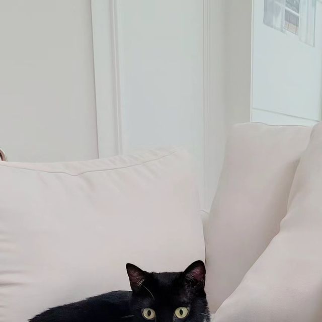 Aron맘 l 내손으로 꾸미는집 리뷰및육아 스토리 on Instagram: "까미를 위한 빗☺ _ 까미와 가족이되면서 귀여운 까미와 함께하면서 잘지내고있어요~^^ 너무~~ 너무 귀엽고 사랑스러운데😘 다만