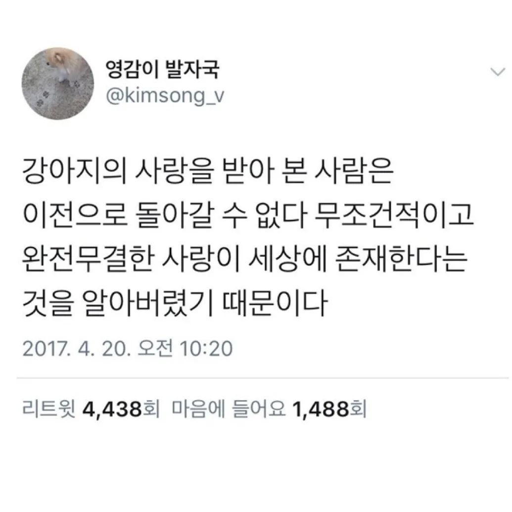 진짜.. 공감 🤍

#강아지그램