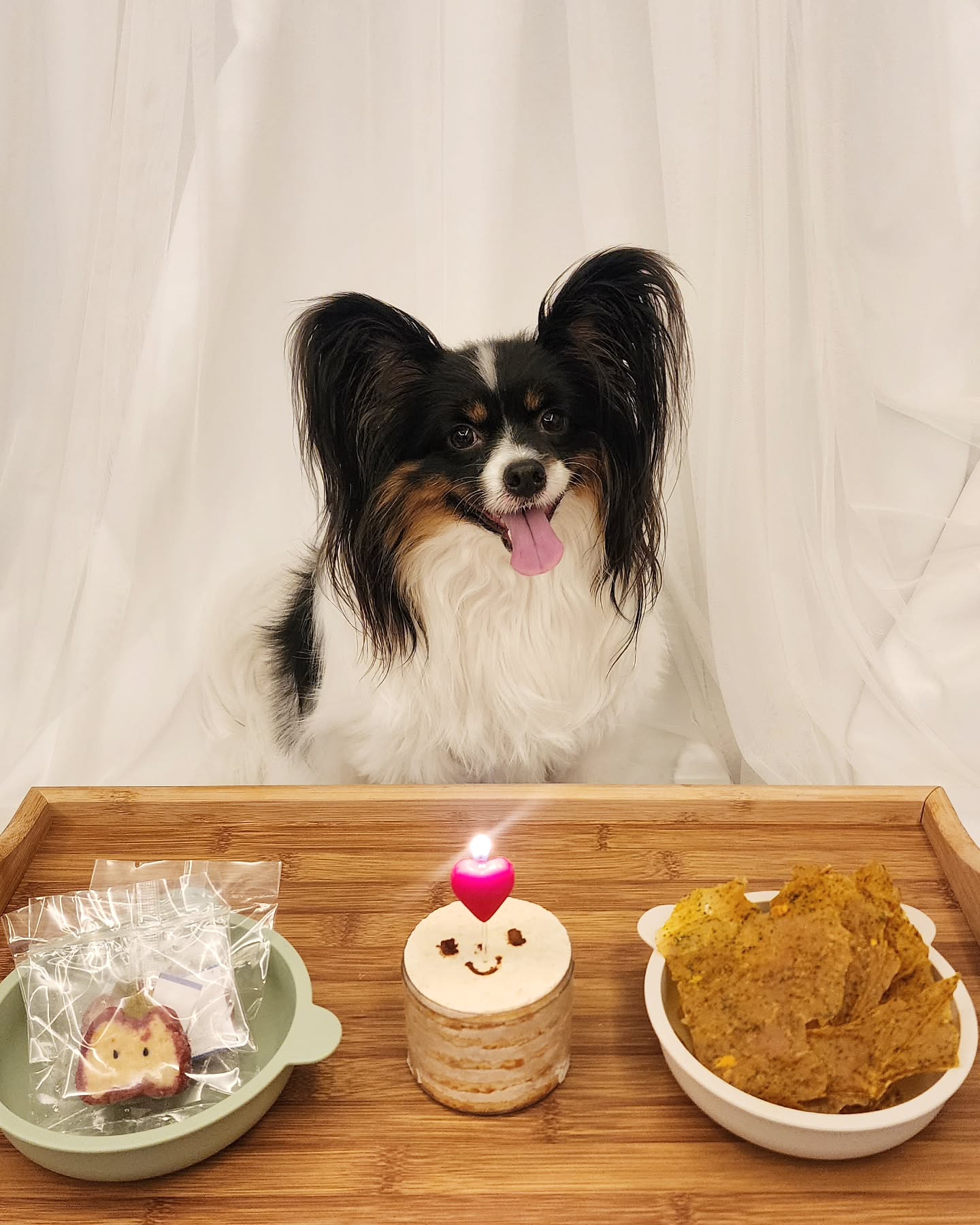 당근케익이랑 단호박 칩이랑 사과쿠키❤️
토르의 최애의 최애의 최애 생일 한상🎂
3짤 생일 많이 많이 축하해주ㅓ서 곰아워 칭구들
완죠니 따룽훼🧡.🧡

#파피용#홍토르임니다#강아지생일