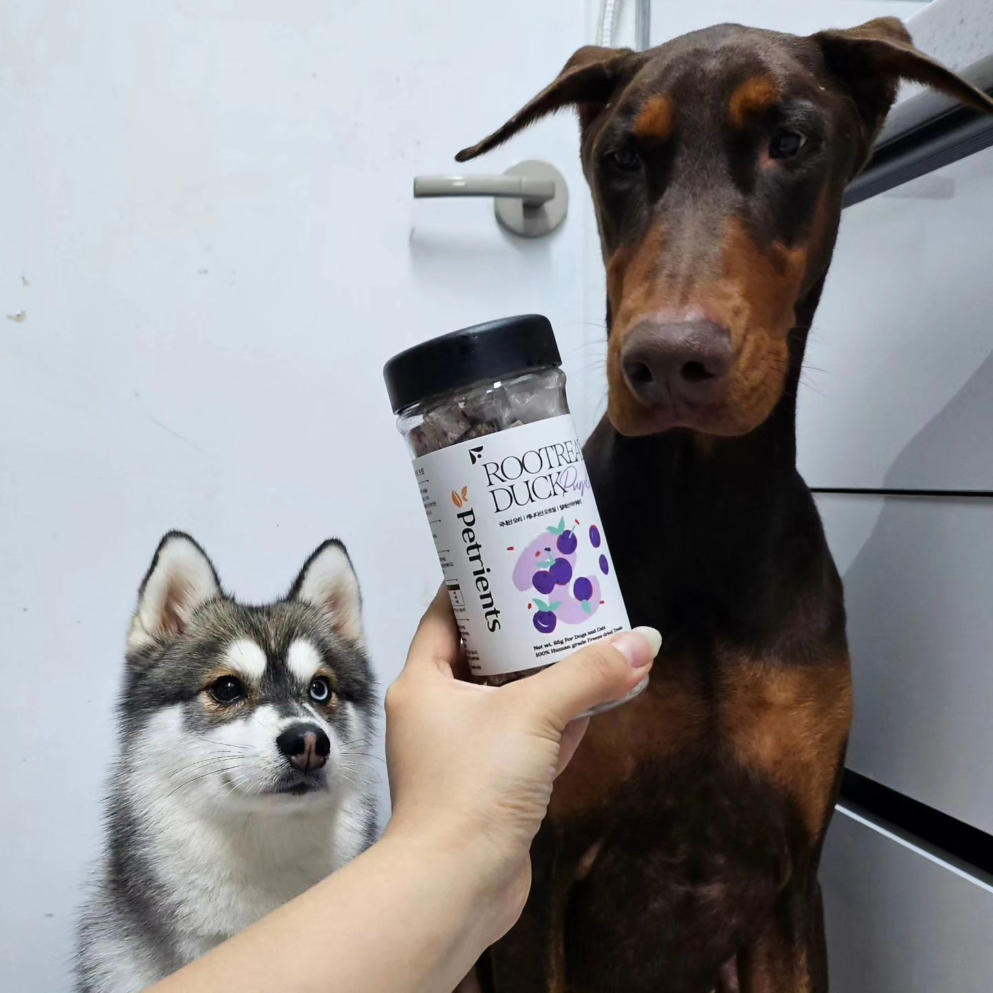 12월부터 3월까지 딱 한 차례만 수확되는 100% 칠레산 마키베리를 사용한 
`펫트리언츠루트릿 덕 강아지 고양이 동결건조 간식 칠레산 마키베리`

📌저칼로리 ,저염분
📌첨가물이 하나도 들어가지않은 자연 원물로 최대한 맛과 색 영양까지 제대로 살린 자연주의 트릿
📌사용된 재료가 알러지 발생 확률이 낮음
📌눈건강 신장건강 에도 좋은 마키베리
📌트릿모양그대로 간식으로 손으로도 쉽게 가루로 만들수있어 가루로 만들어 밥위에 토핑으로
📌맛 6가지가 있고 
국내산 백년초, 칠레산 마키베리 , 미국산 스피루리나, 인도산 강황, 스페인산 토마토, 천연원료

🌟 기호성이 너무 좋은 간식 펫트리언츠 루트릿 덕 강아지 고양이 동결건조 간식  마키베리 추천해요!! 아쥬죠아~ 

https://link.coupang.com/a/bf160n

#협찬 #강아지트릿 #고양이트릿 #동결건조 #dog #동결건조트릿 #애견트릿 #강아지트릿추천 #강아지간식 #강아지간식추천  #고양이간식추천 #애묘트릿 #수제트릿 #간식 #신상 #강아지선물 #고양이선물 #고양이트릿추천 #강아지토핑추천 #고양이토핑추천 #강아지토핑 #반려동물 #휴먼그레이드 #신제품 #무첨가 #강아지  #애견