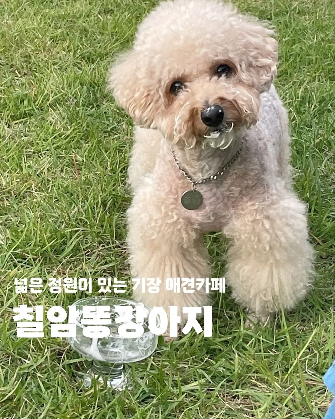 #칠암똥강아지 

🐶 부산 기장군 일광읍 칠암3길 39
🐶 11:00 - 21:00 매일
🐶 주차 / 포장

#기장카페 #기장애견카페 #기장애견동반카페 #부산애견동반카페 #부산애견카페 #부산애견동반 #기장애견동반 #칠암카페 #기장신상카페 #부산신상카페 #기장신상애견카페 #부산신상애견카페 #부산운동장카페 #부산정원카페 #부산데이트 #기장데이트 #기장드라이브 #기장핫플 #부산핫플 #부산드라이브 #부산반려견동반 #기장반려견동반 #부산반려견 #기장반려견동반 #부산강아지카페 #기장강아지카페 #애견카페 #애견동반카페 #칠암신상카페