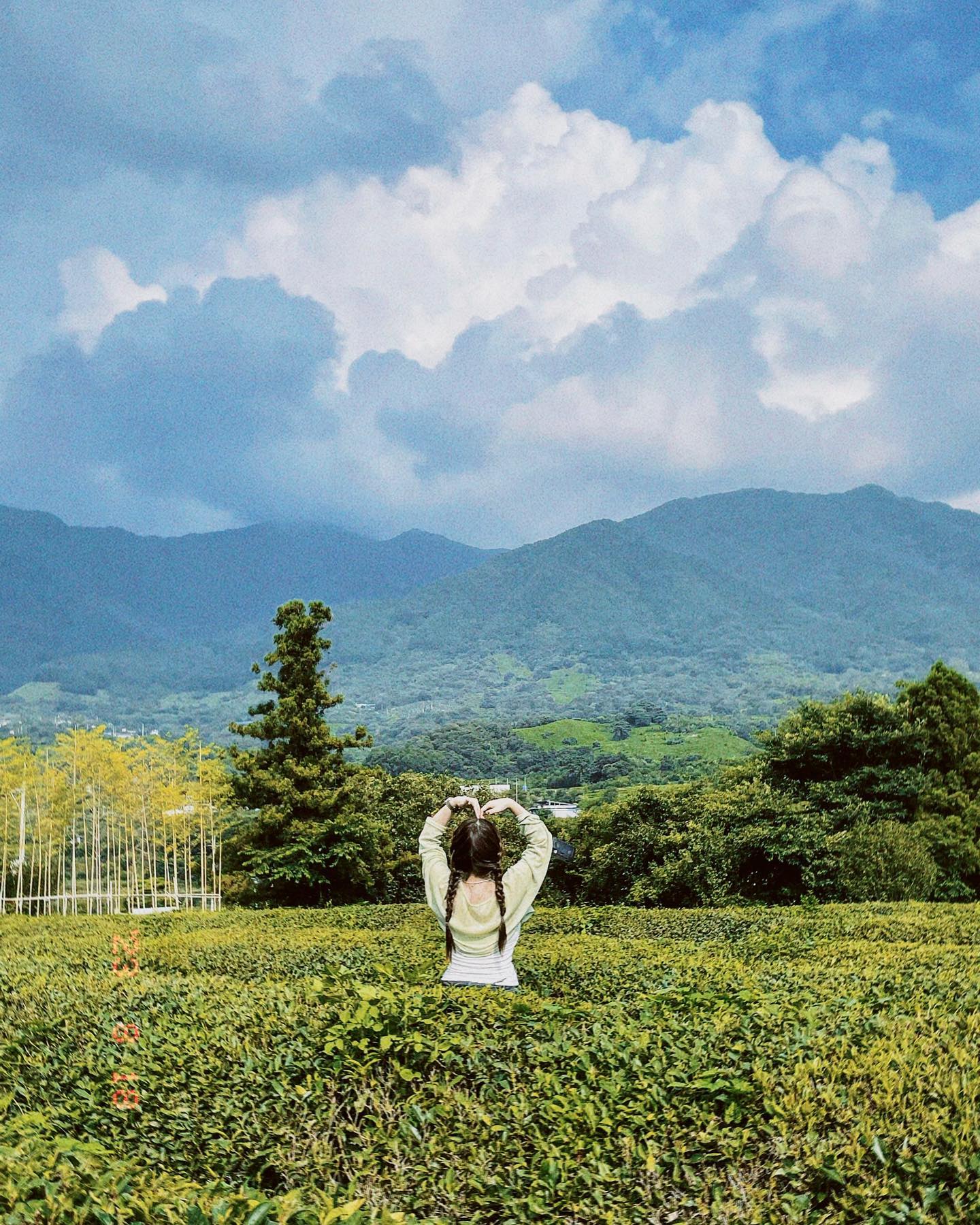 나름 녹차밭🍵 🌱
