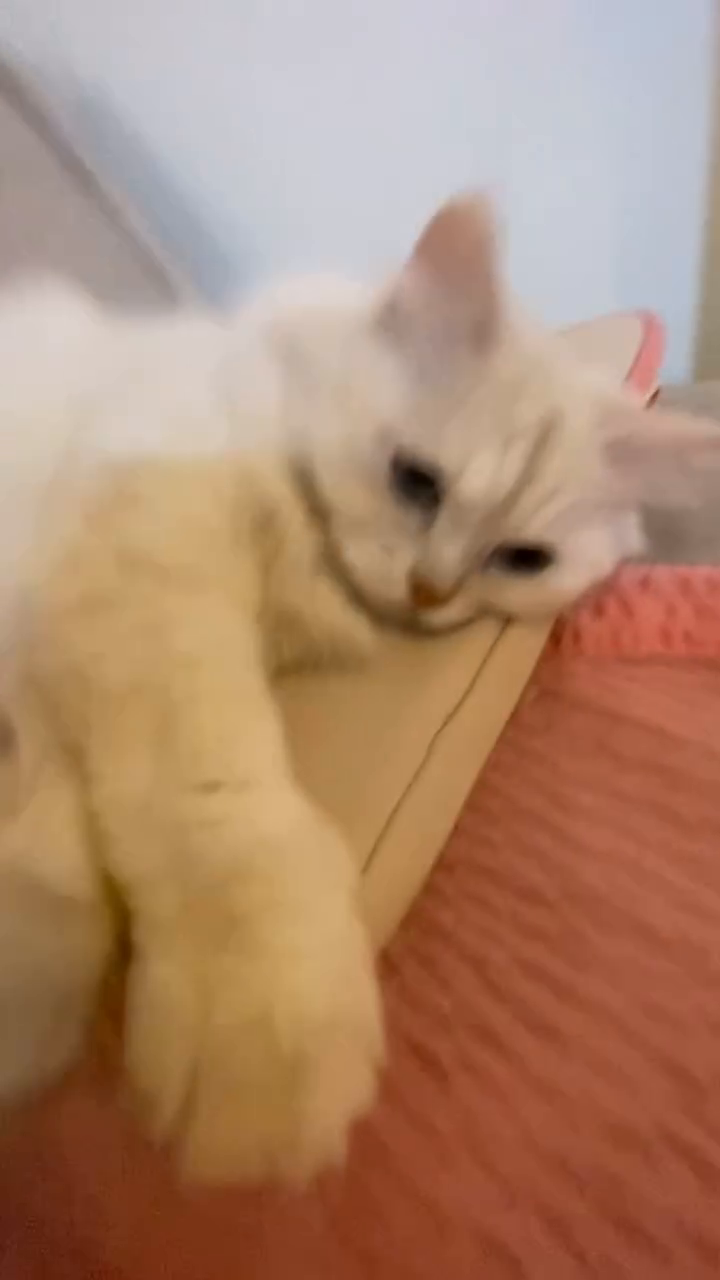 크림이두 유행막차🐈