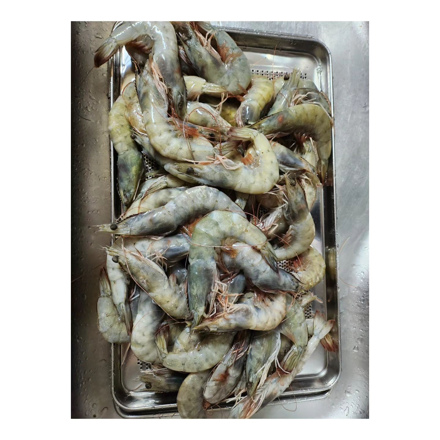 아...#새우#꽃게 보기만해도 지겹다😅
올해는 왜 여기에 꽂혀서 이 #생고생을
하는건지;;;
엄마집 새우 54마리;; 울집52마리
새우 까는거 싫어서 먹지도 않는데
평생 까고도 남을 만큼의 새우를 다 깐듯...
#엄마는 54마리 전부 #간장새우장
나는 12마리 #새우찜용 25마리 #새우장
15마리 #양념새우장 
#울집#기미상궁 #아들
그냥 맛본 #딸램
너~~~~~무 맛있다고 극찬을
쏟아내심 
요건 머지??🙄 이럼 안되는데...
아무래도 요맛에 매번 하게 되는듯 ㅋㅇㅋ
난 어쩔 수 없음😮‍💨
#끄꾸야#모모가 끄꾸꺼도 남겨놨다~~ ㅋㅋㅋ
담에 오면 맛나게 해줄게^^#아들스타그램
#딸스타그램#조카스타그램