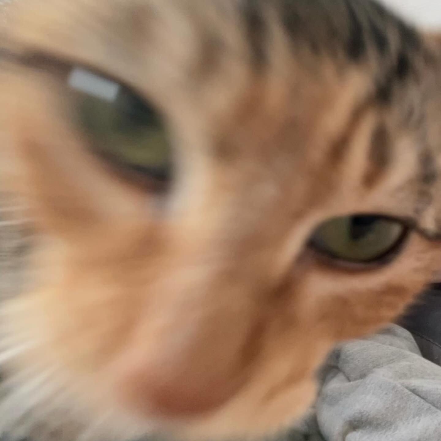 🐈