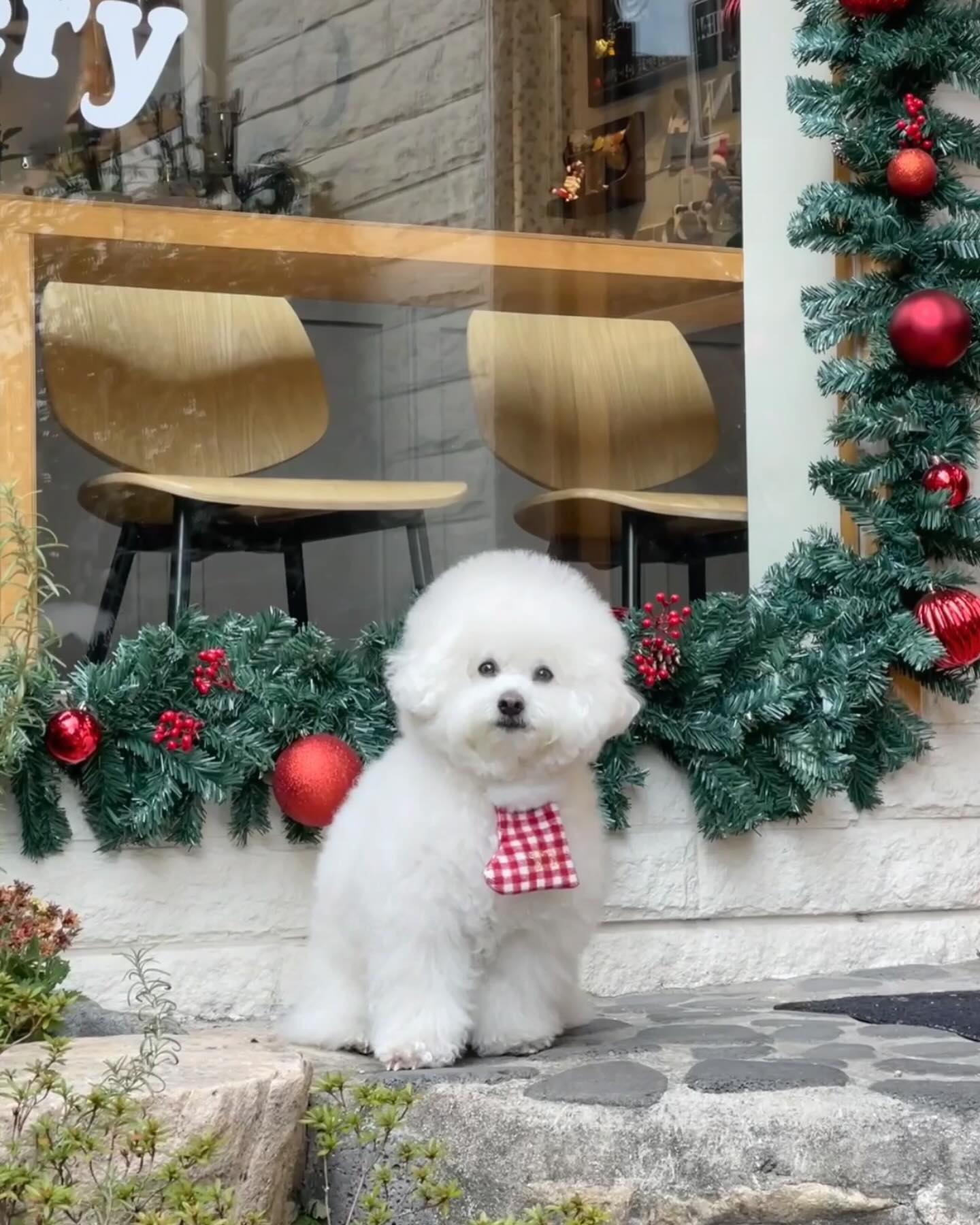엄마가 좋아라 하는 하우스멜 데이뚜♥️
크리스마스 무렵 다녀왔는데 이제야 올려보는 사진 ㅎ_ㅎ
카페 오픈하기 전부터 일찍이 도착해서 웨이팅하고
🥐소금빵, 🍰딸기케이크까지 야무지게 냠냠!
요기는 매달 가줘야하는 찐 맛집이거둔요👀
앙꼬야 진주이모 부산 논너오면 또 가즈아🤍🤍