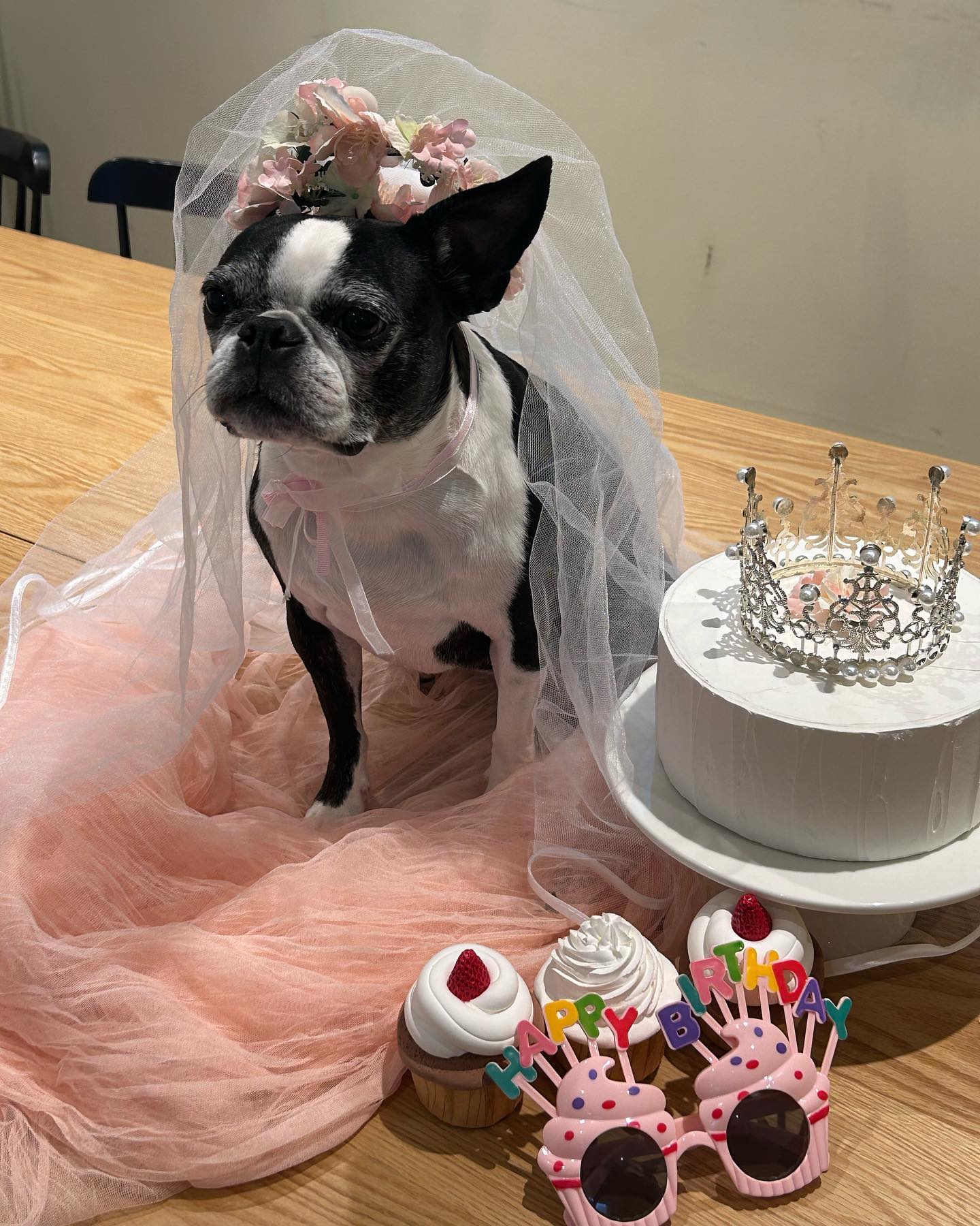 생일은 나지만 , 주인공은 치치🐶

예쁜 공주님이 너무 근육질이야😝

두시간 넘게 산책하고 결국 택시타고 집감..🚕

생일 마무리는 고기지🐷
