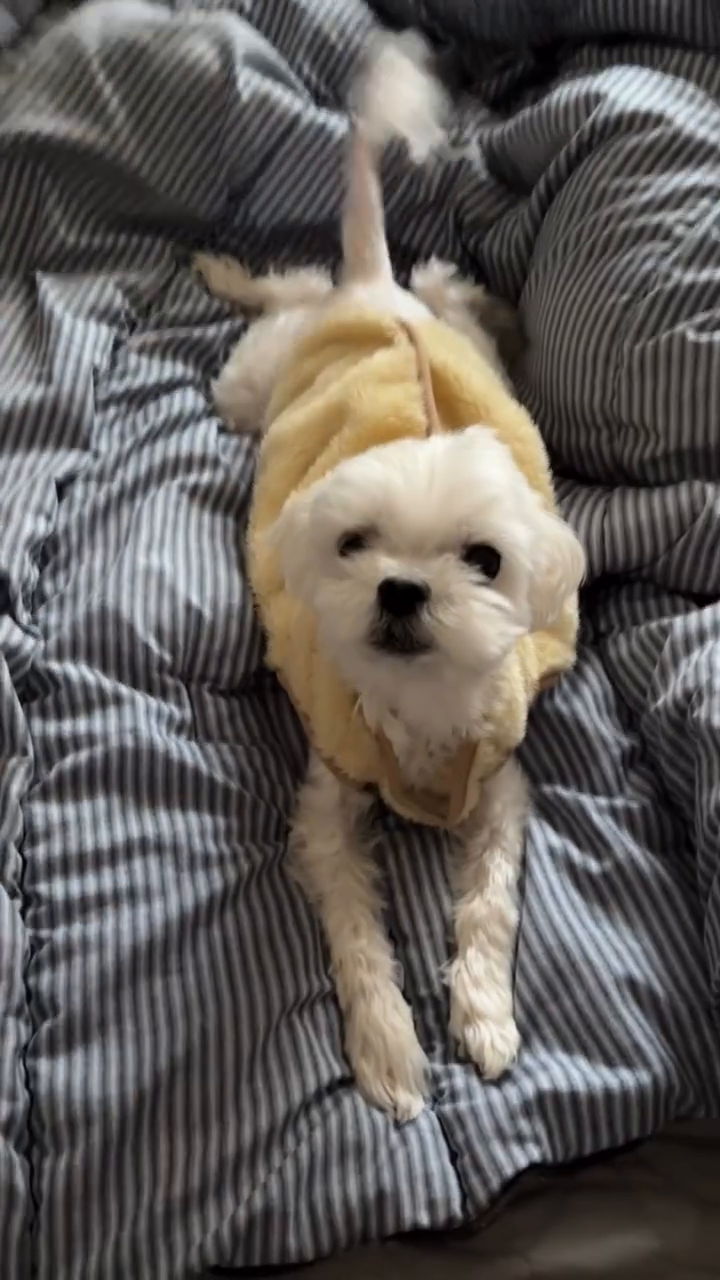 테리와의 추억❤️🐶
아프지말어라 테리야❤️

#강아지 #말티즈 #테리 #귀여운강아지 #추억 #강아지릴스