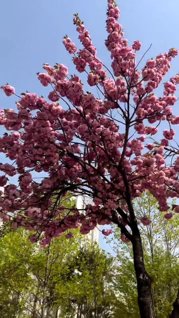 처음보는 겹 벚꽃 💗🌸🎀 봄이 두 번 온 느낌