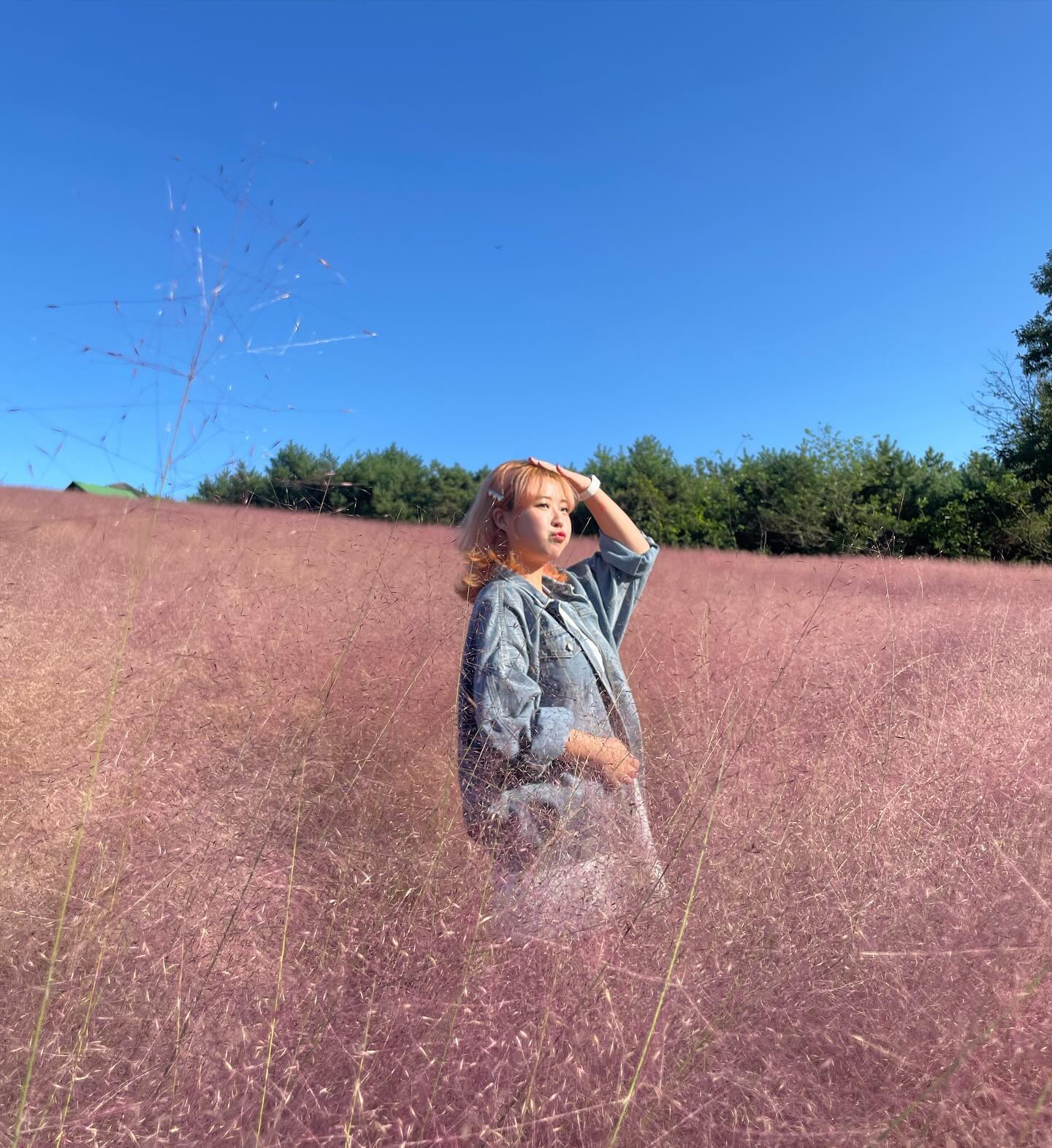 핑크 천지 🩷
#핑크뮬리