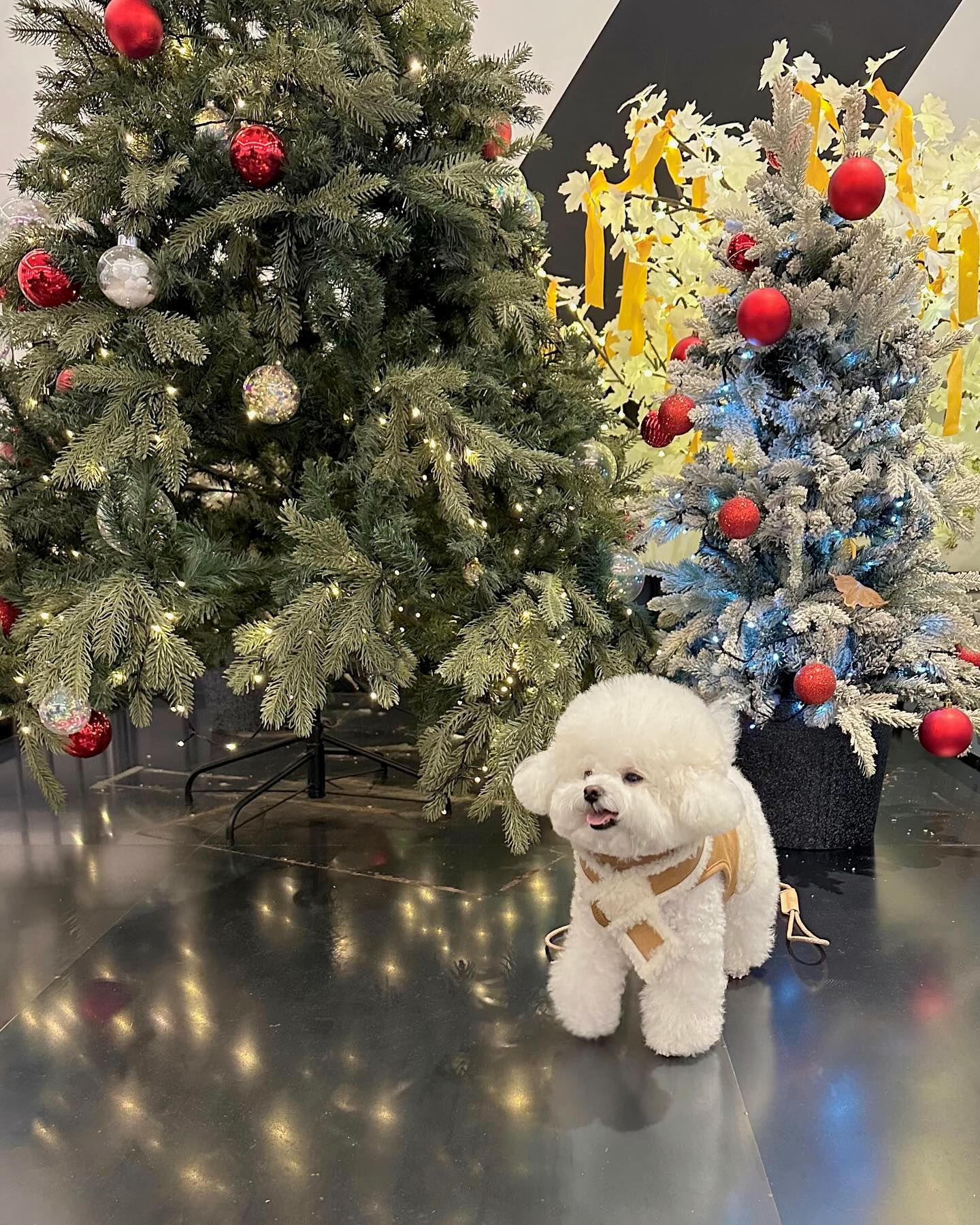 요즘 어딜가나 트리있잖오🎄
곧 크리스마스가 다가온다는것!😆♥️
올해 클스마스엔 뭐하구놀까나🤔
