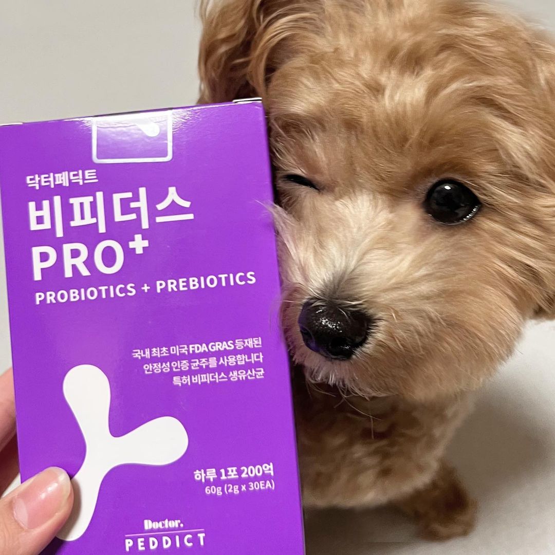 순덕앤소미 on Instagram: “#협찬 #댕댕러3기 댕댕하냥 서포터즈 순덕이가 추천하는 맛있는 닥터페딕트 비피더스 프로 플러스 유산균을 소개할게!! 면역력의 기본인 유산균 다들 잘 챙겨먹꾸