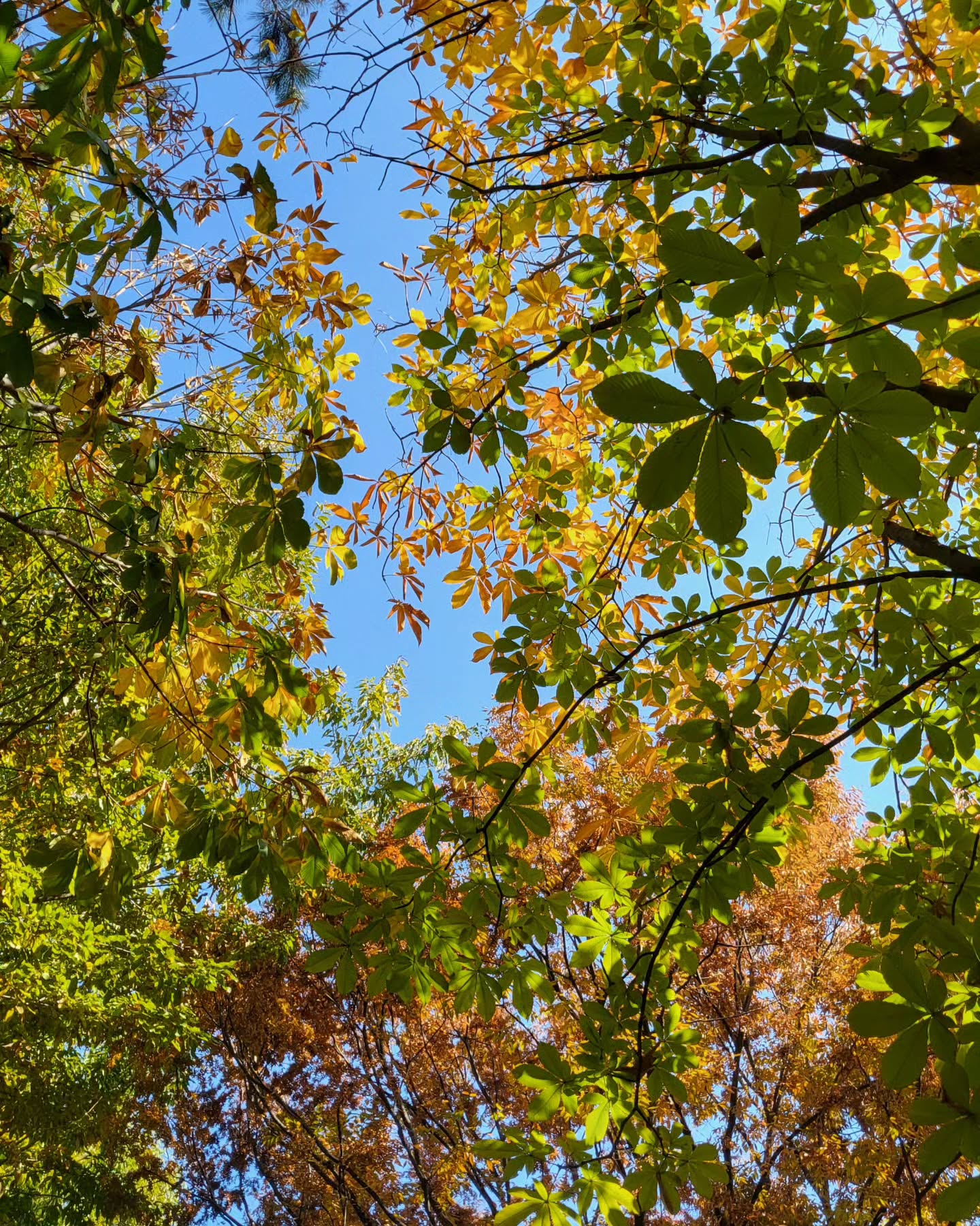 -
가을입니다🍁

#점심산책
#가을
#가을하늘
#단풍
#예쁜가을날